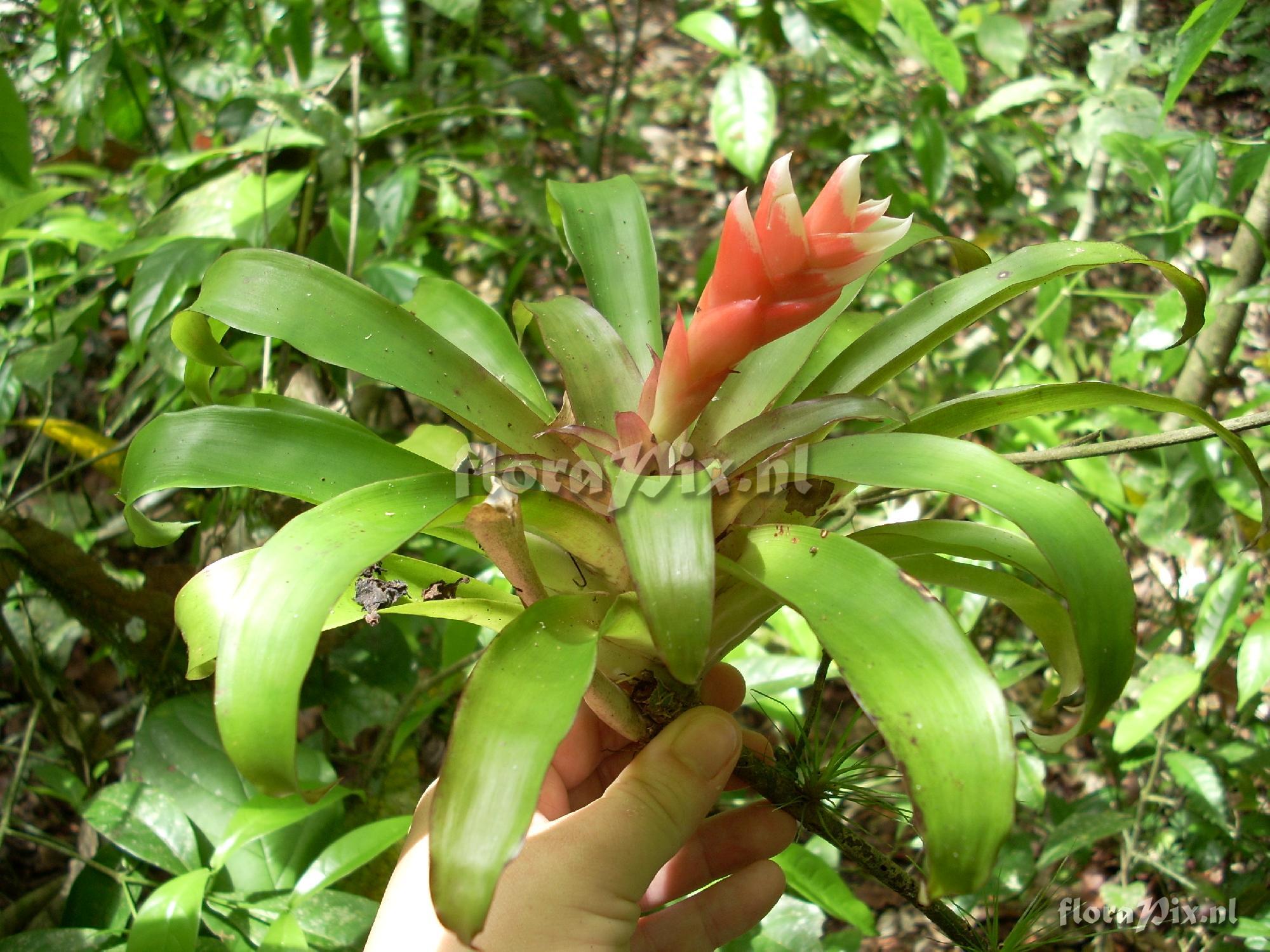 Tillandsia heliconioides