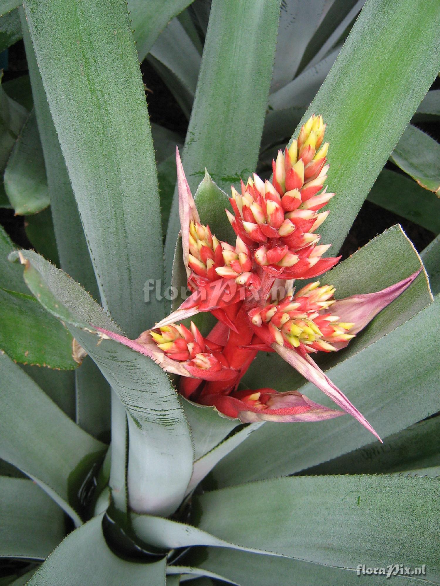 Aechmea hybrid