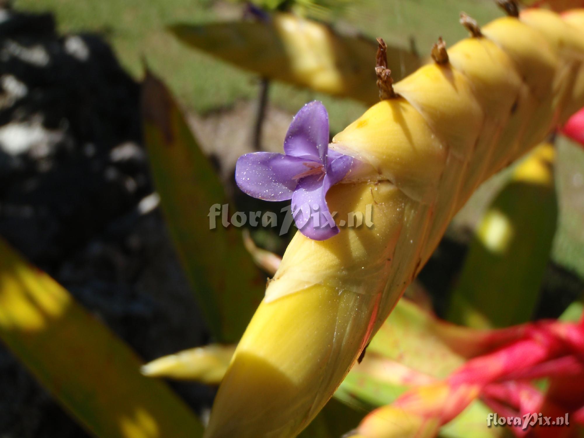 Tillandsia fendleri