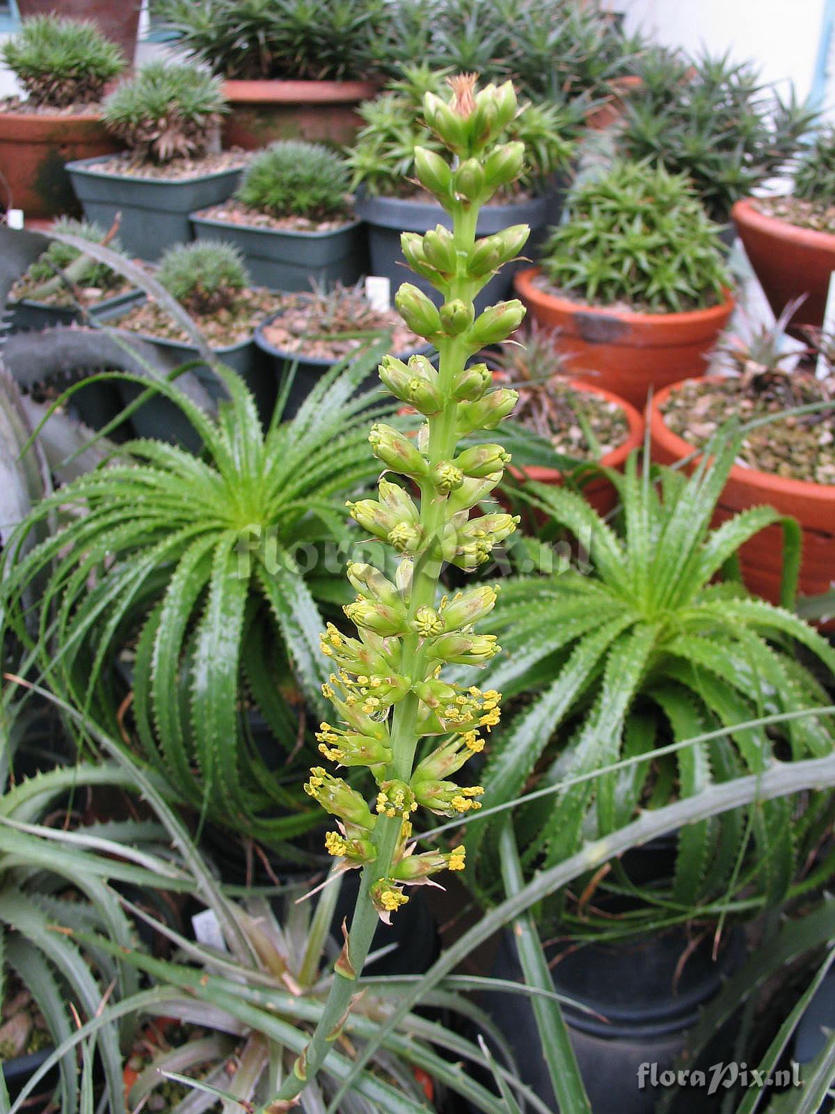 Encholirium magalhaesii