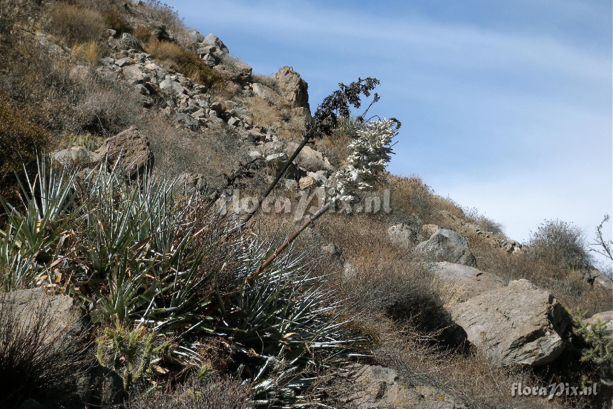Puya vallis-colcaensis