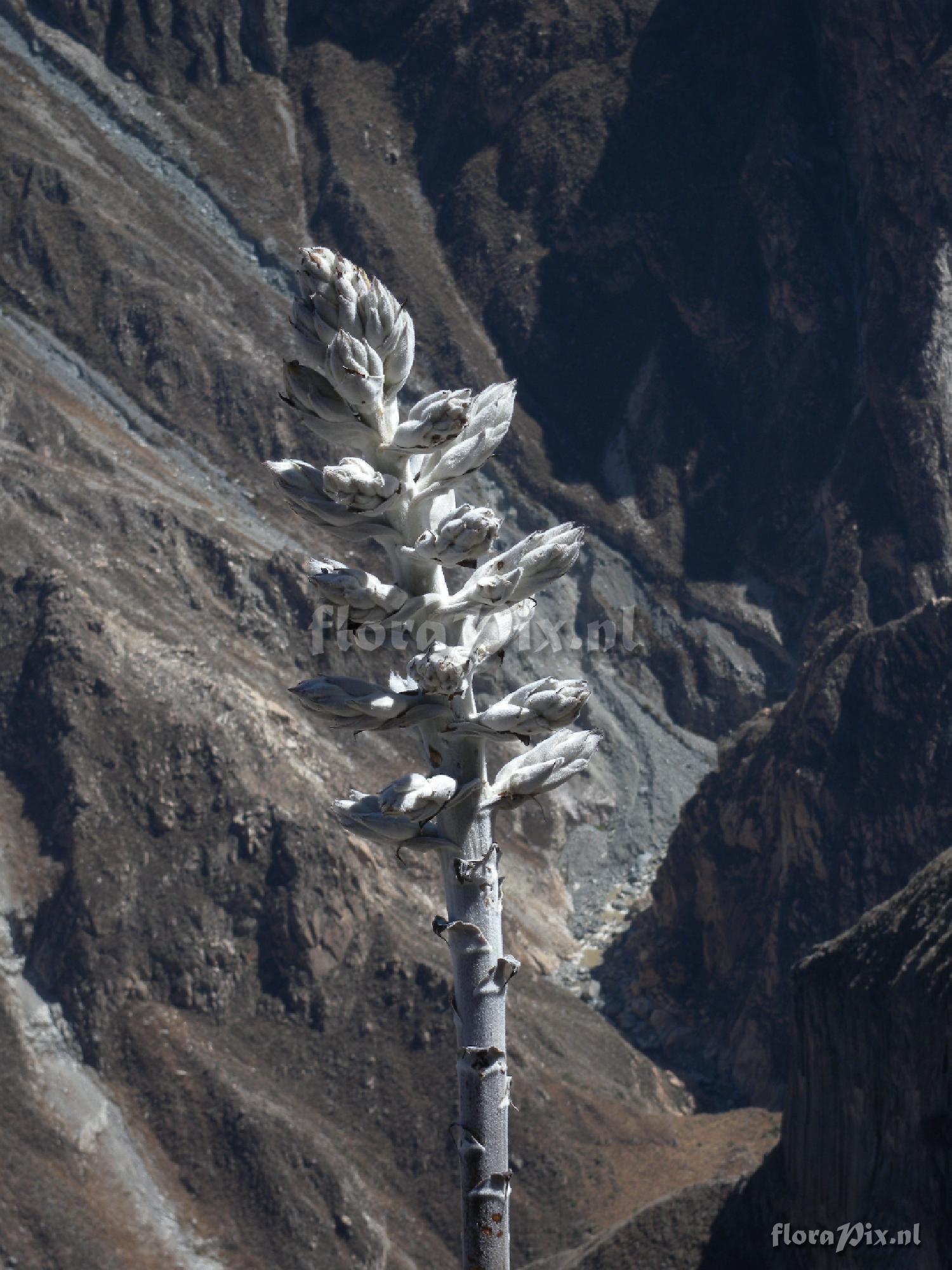 Puya vallis-colcaensis