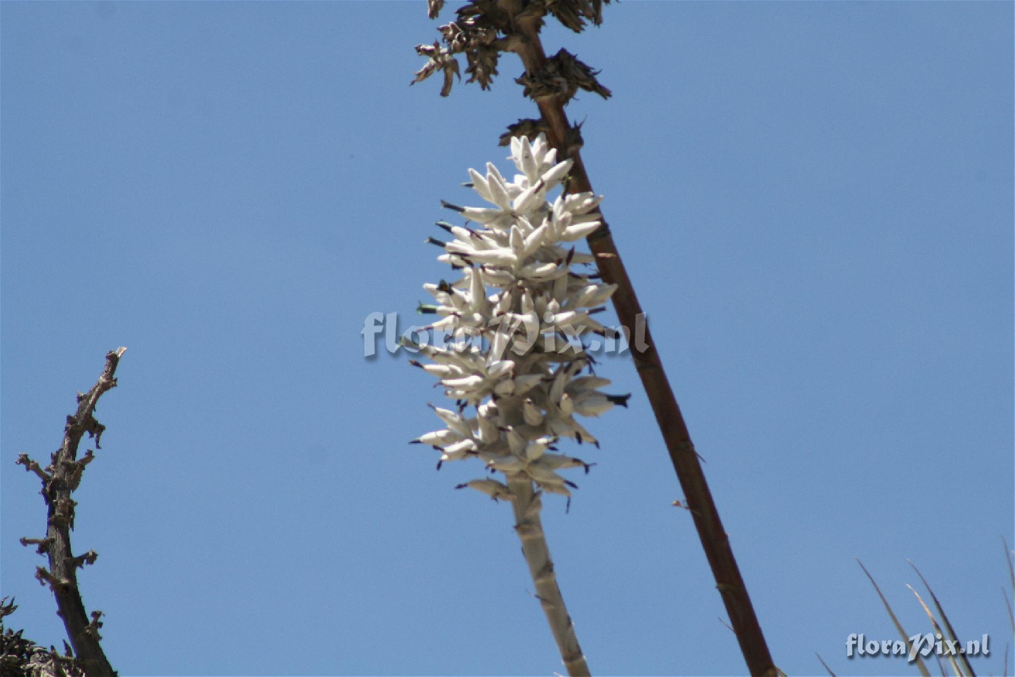 Puya weberbaueri