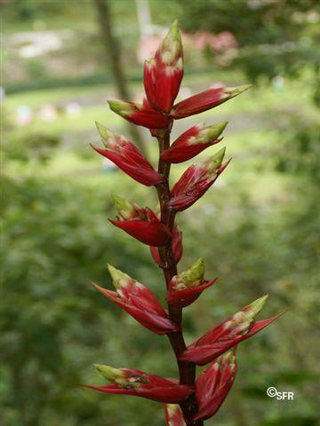 Mezobromelia sp. Ecuador