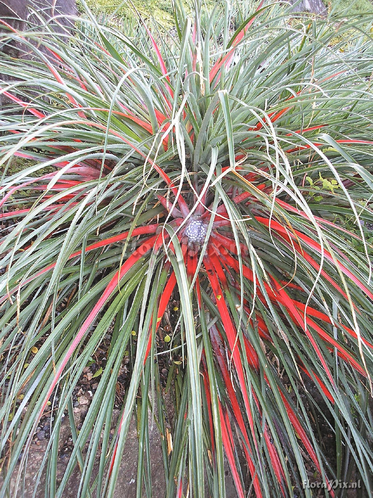 Fascicularia bicolor