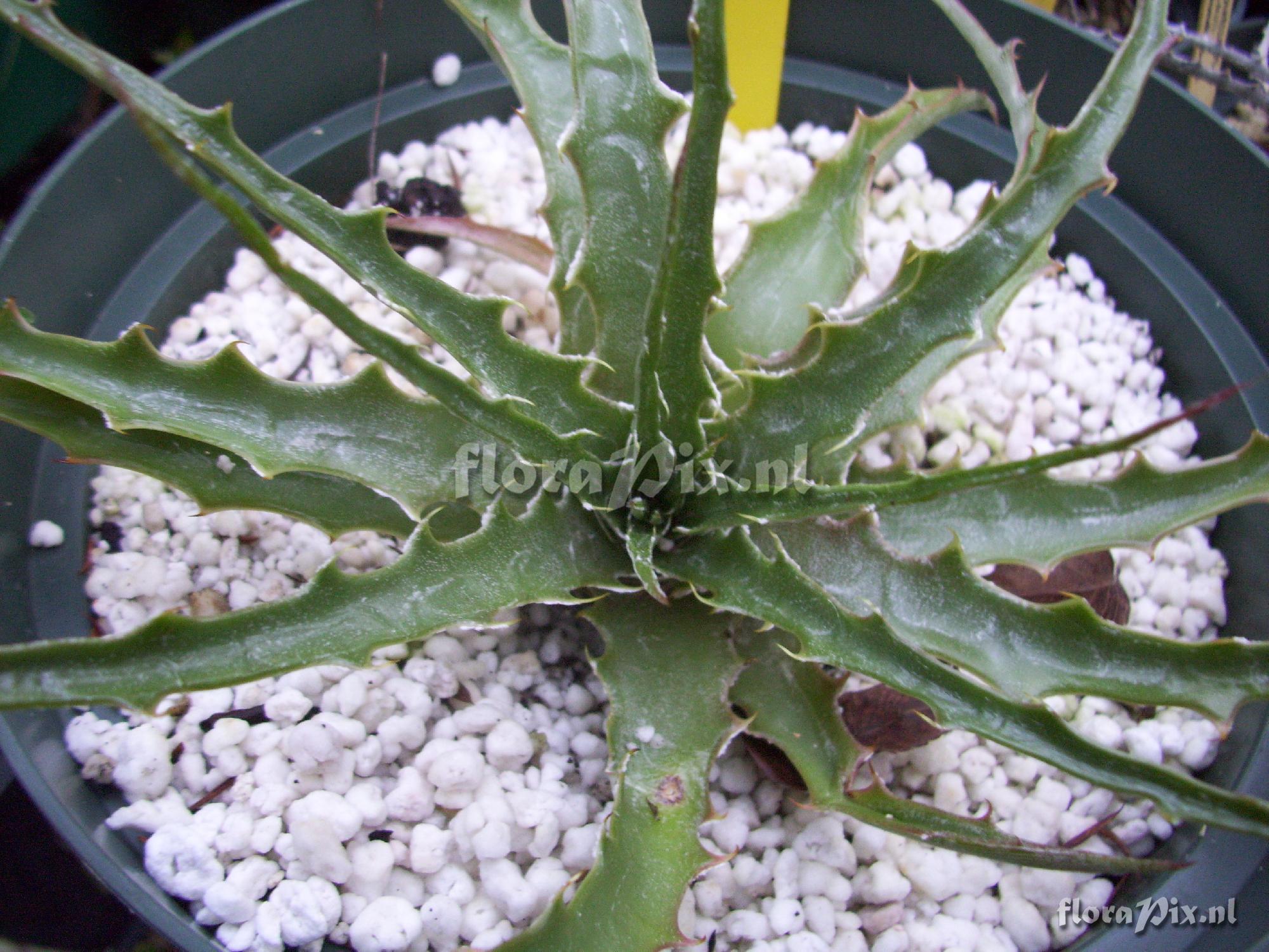 Hechtia gayii