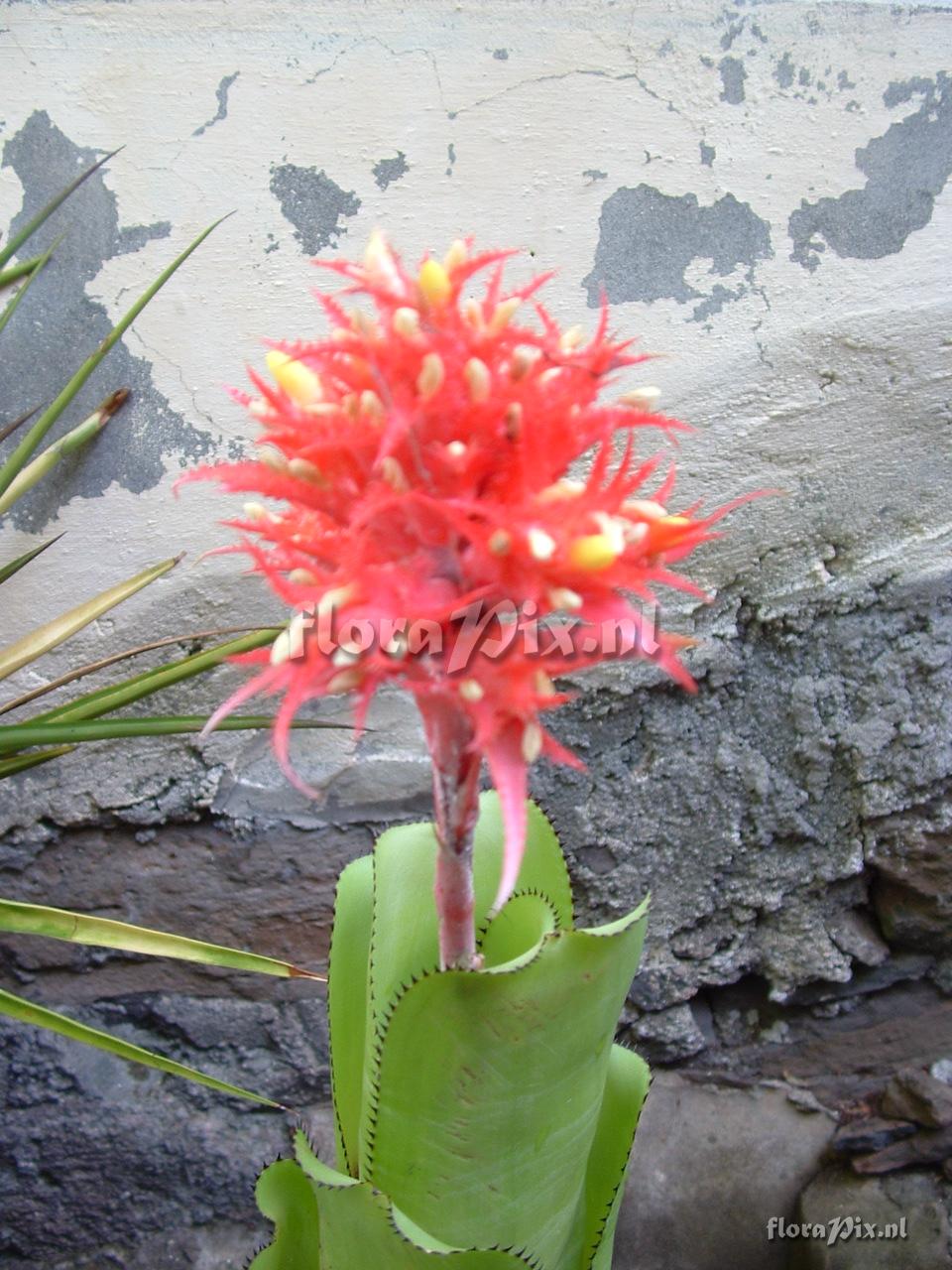 Aechmea flavorosea E.Pereira