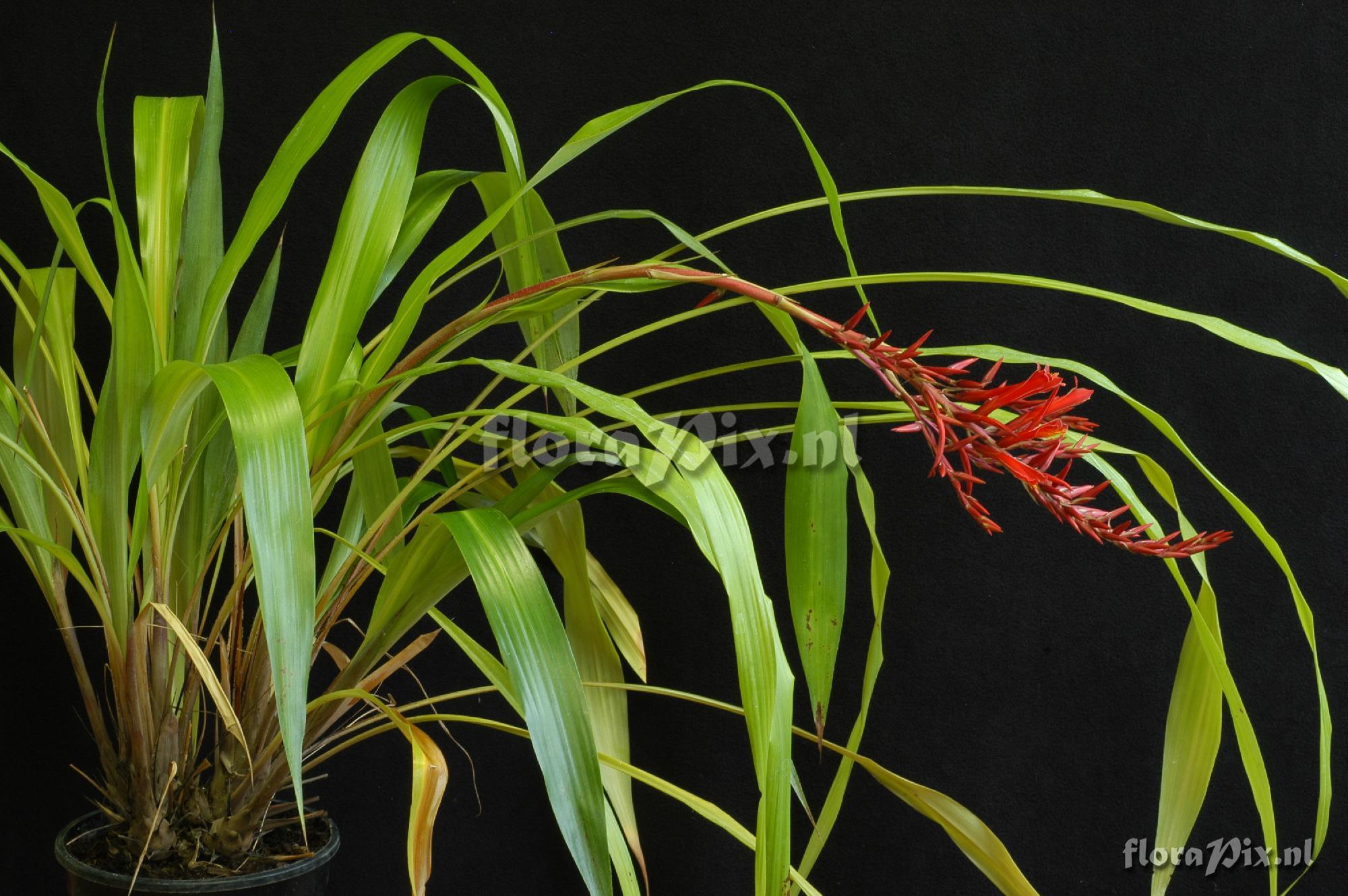 Pitcairnia aff. yaupi-bajaensis