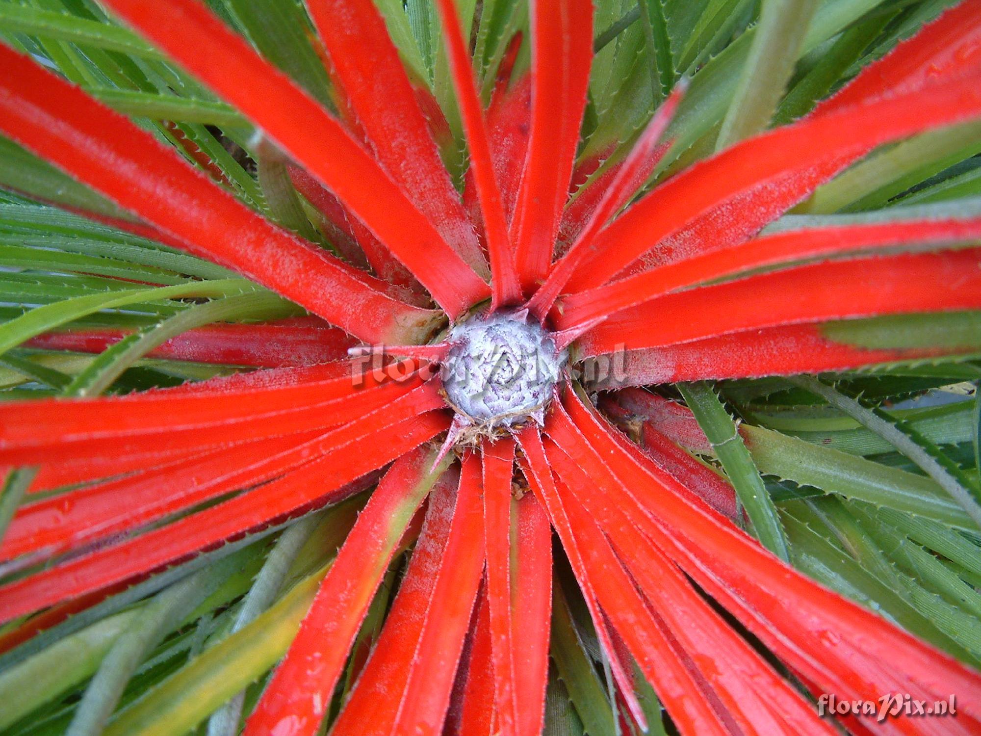 Fascicularia bicolor ssp. canaliculata