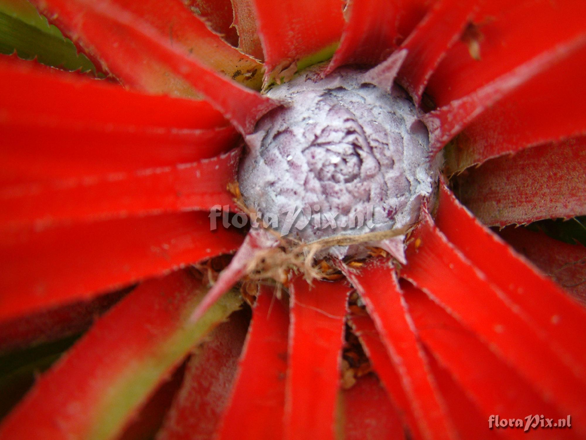 Fascicularia bicolor ssp. canaliculata