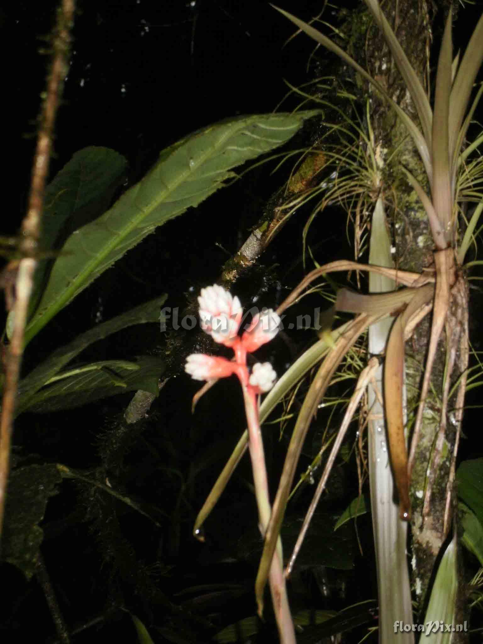 Guzmania sp