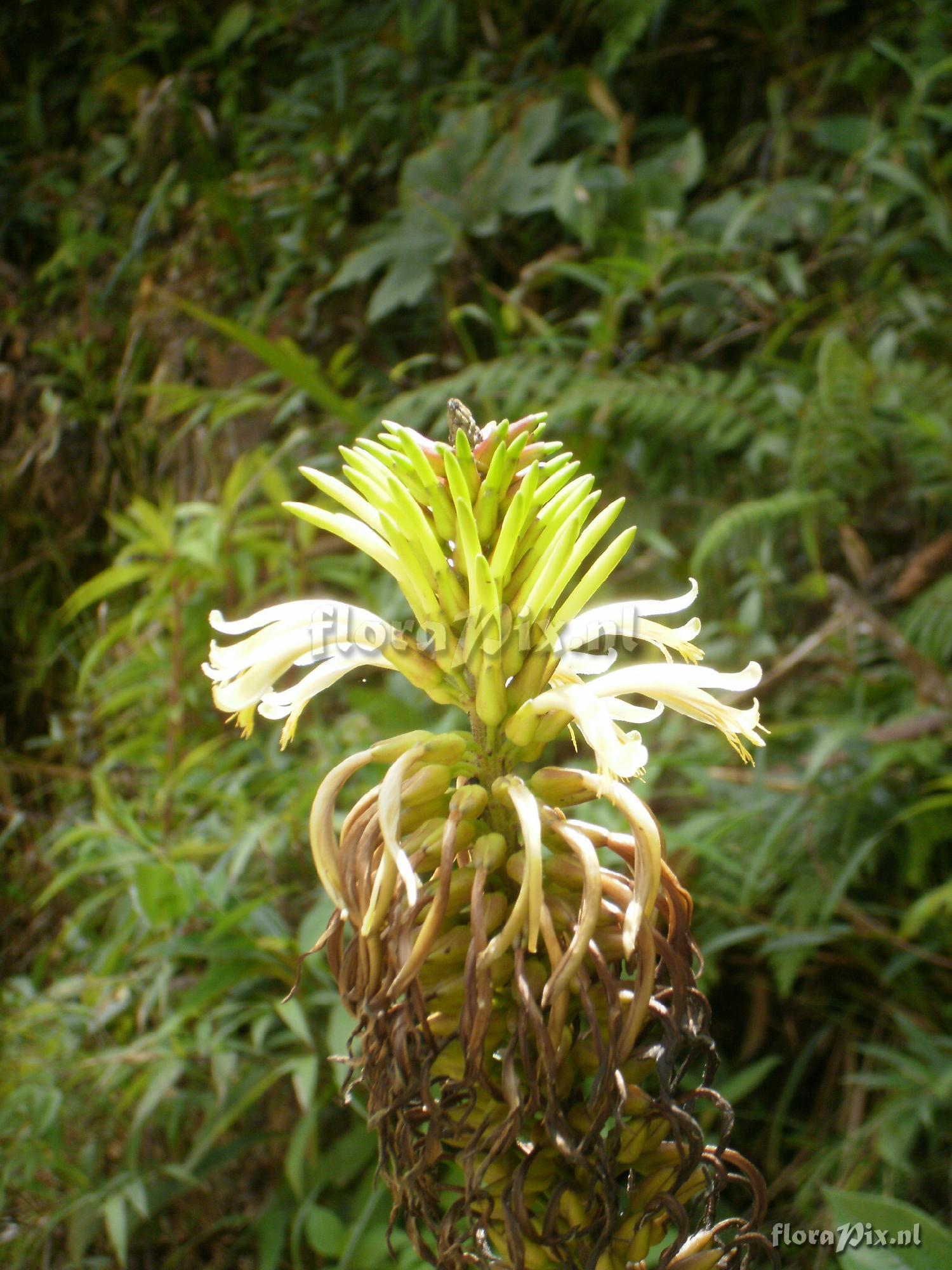 Pitcairnia trianae