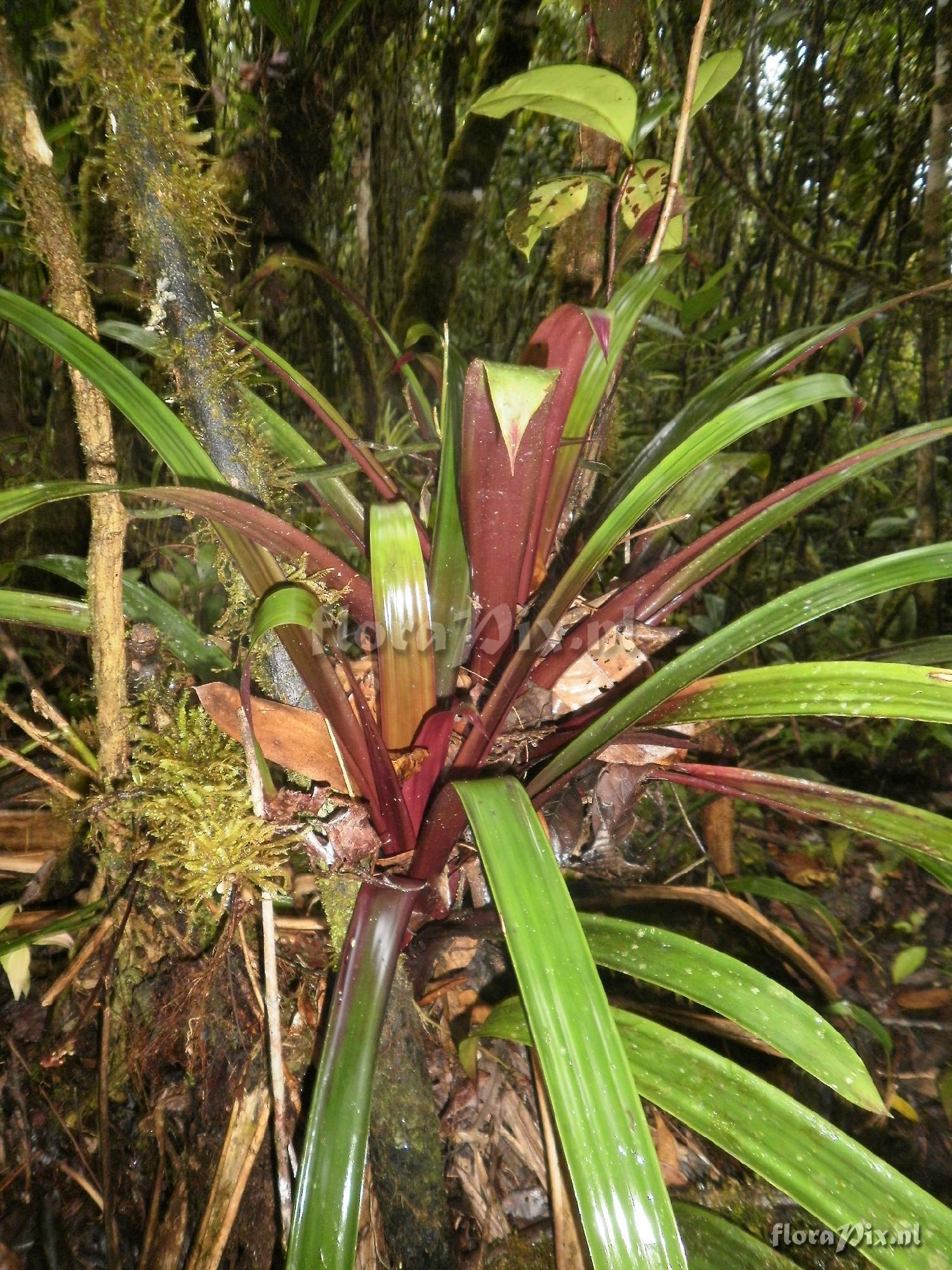 Guzmania sp