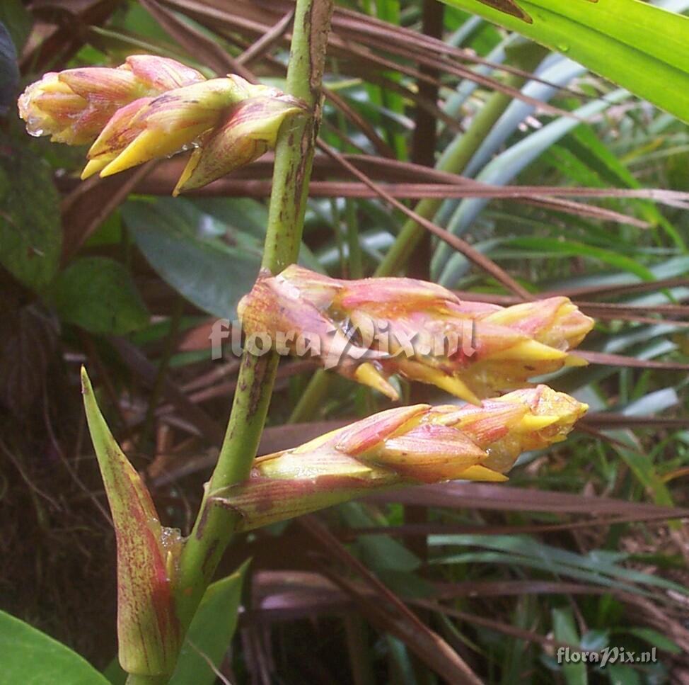 Guzmania plumieri (Grisebach) Mez