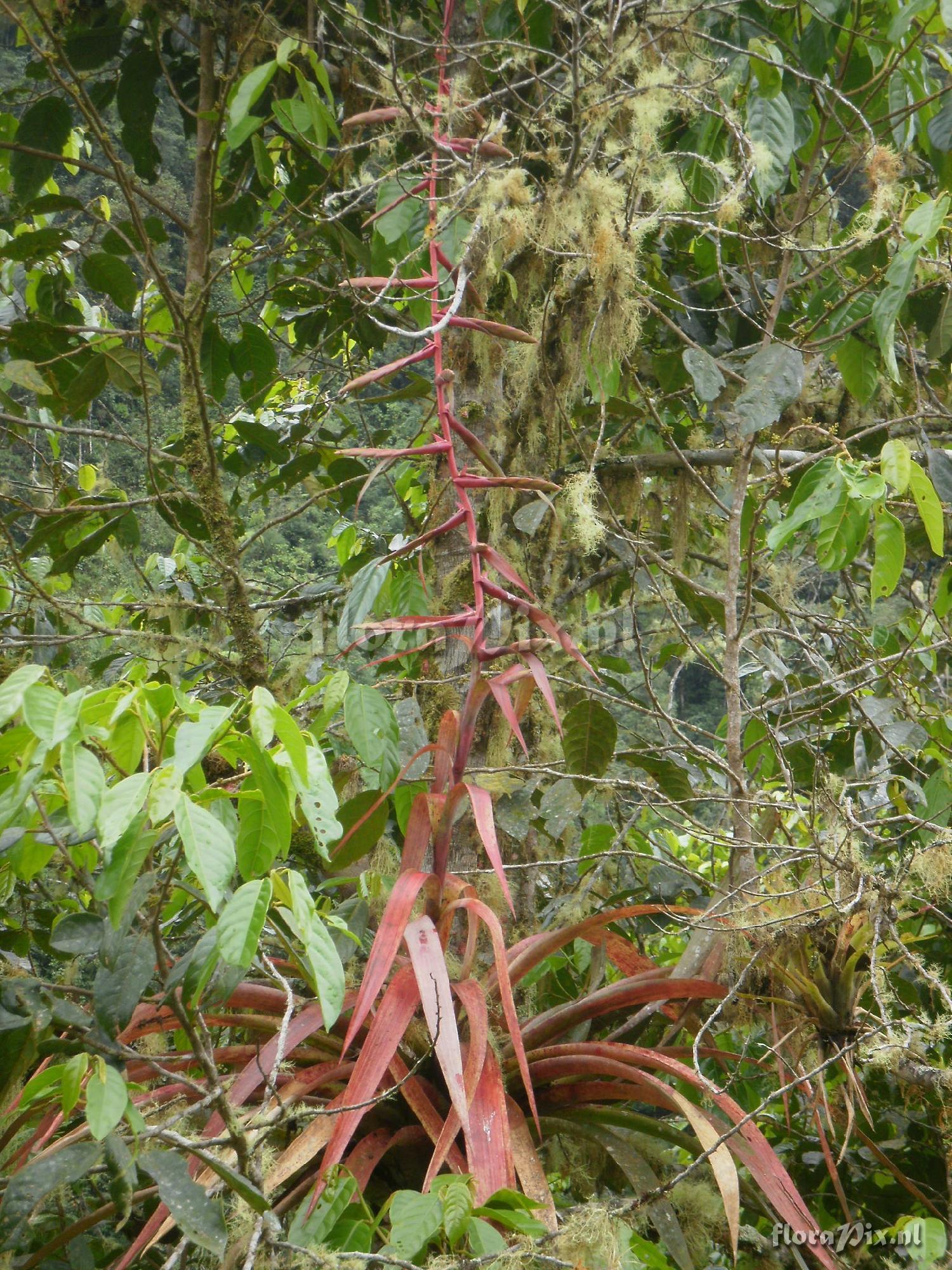Tillandsia sp