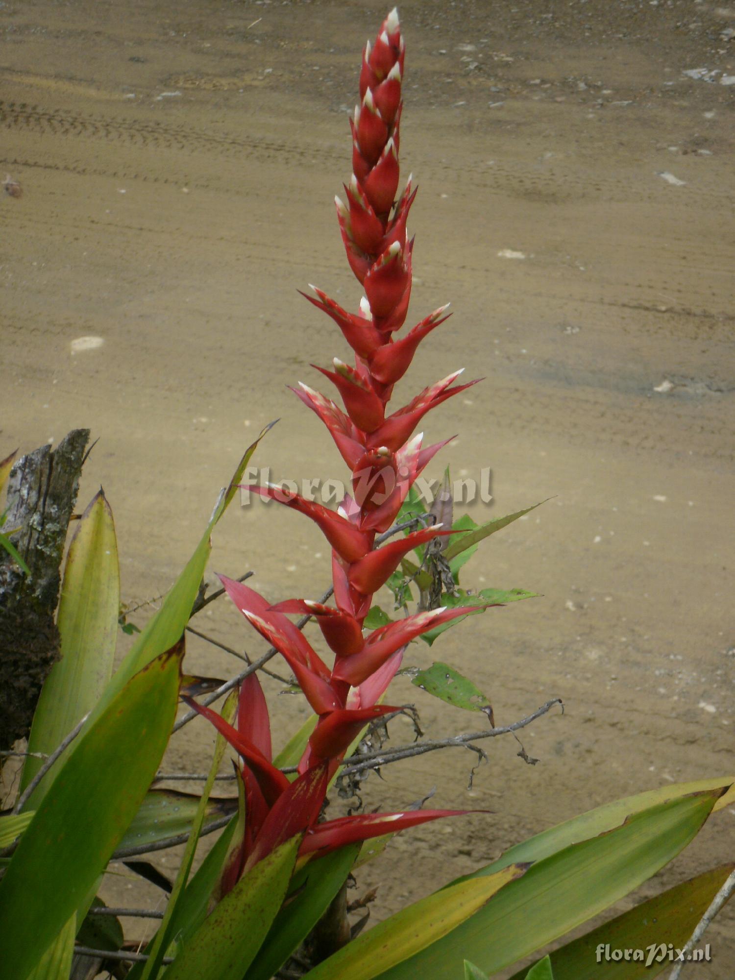 Tillandsia sp