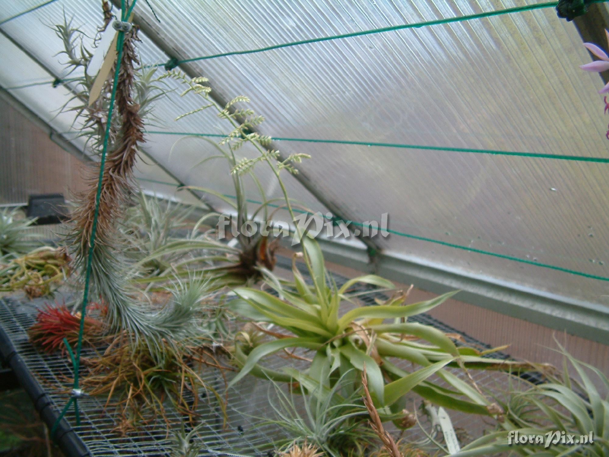 Tillandsia sp.