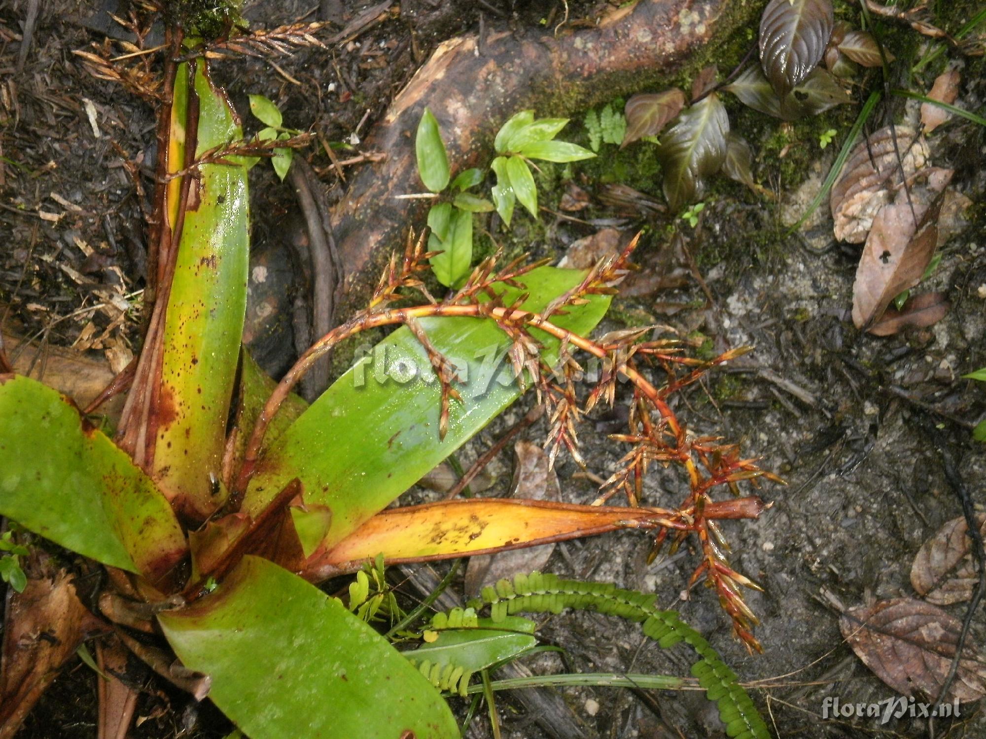 Tillandsia truncata