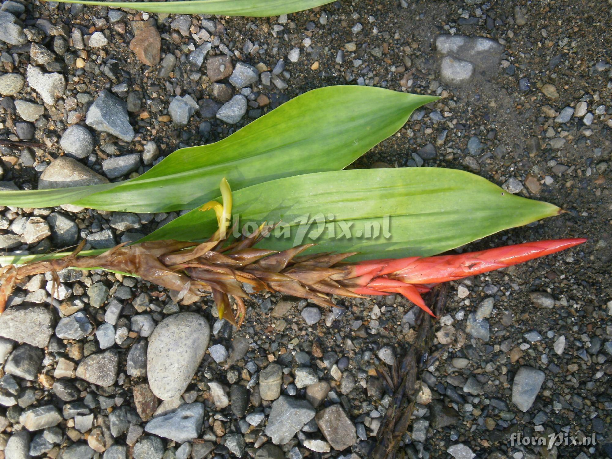 Pitcairnia arcuata