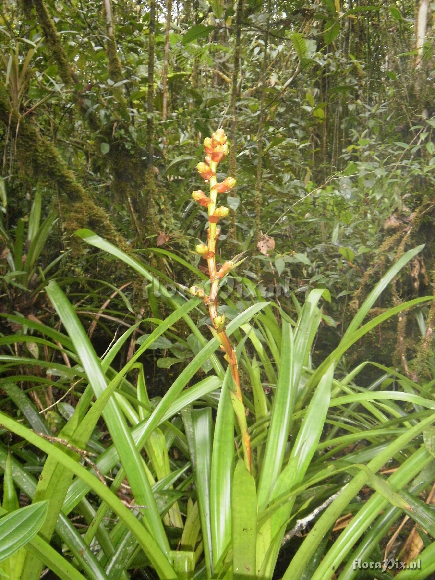 Guzmania weberbaueri