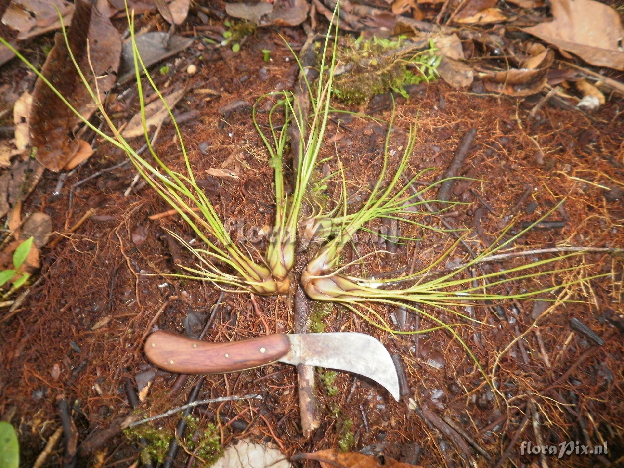 Racinaea parviflora