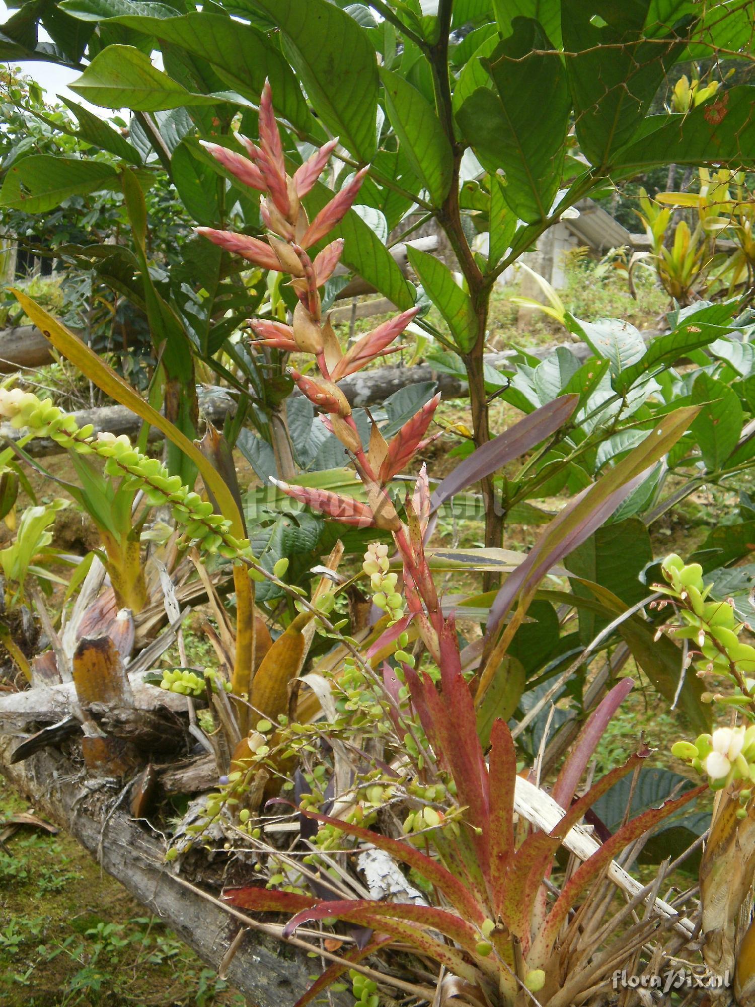 Tillandsia sp