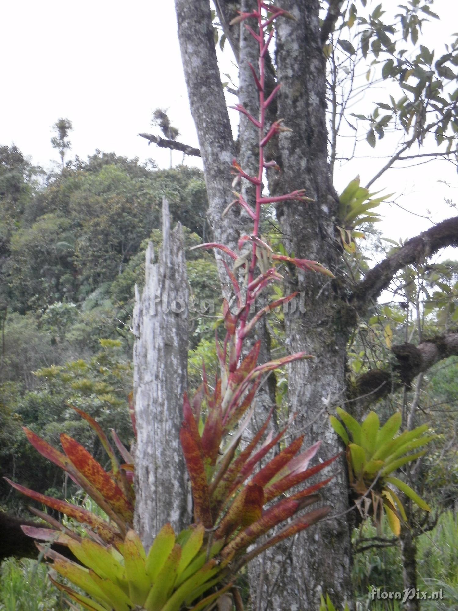 Tillandsia sp