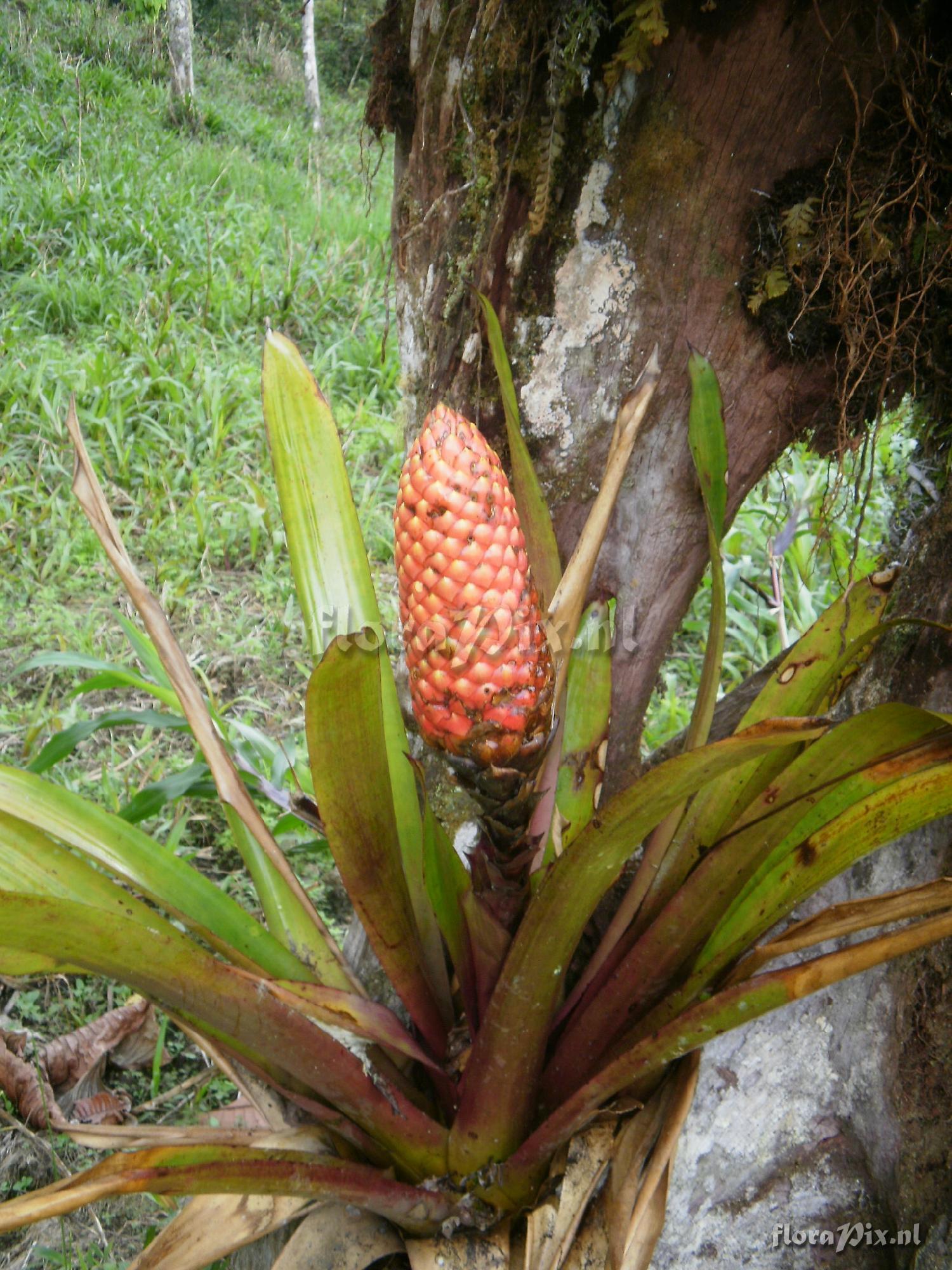 Guzmania bipartida