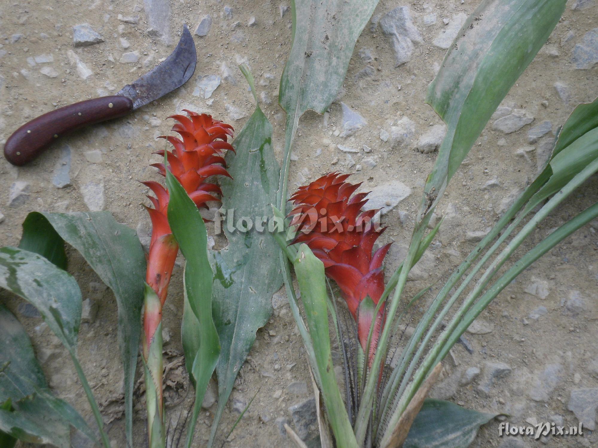 Pitcairnia nigra