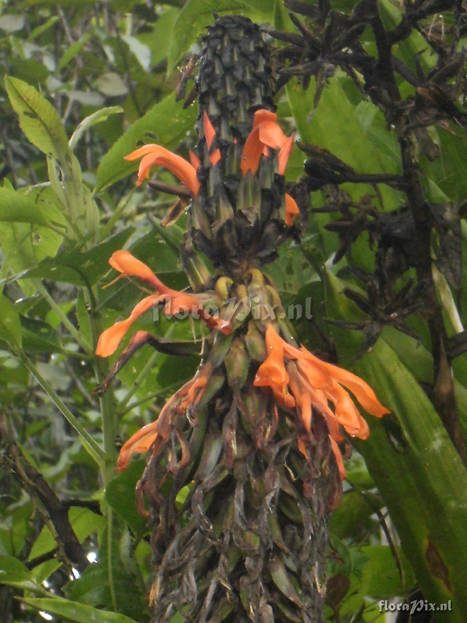 Pitcairnia barrigae