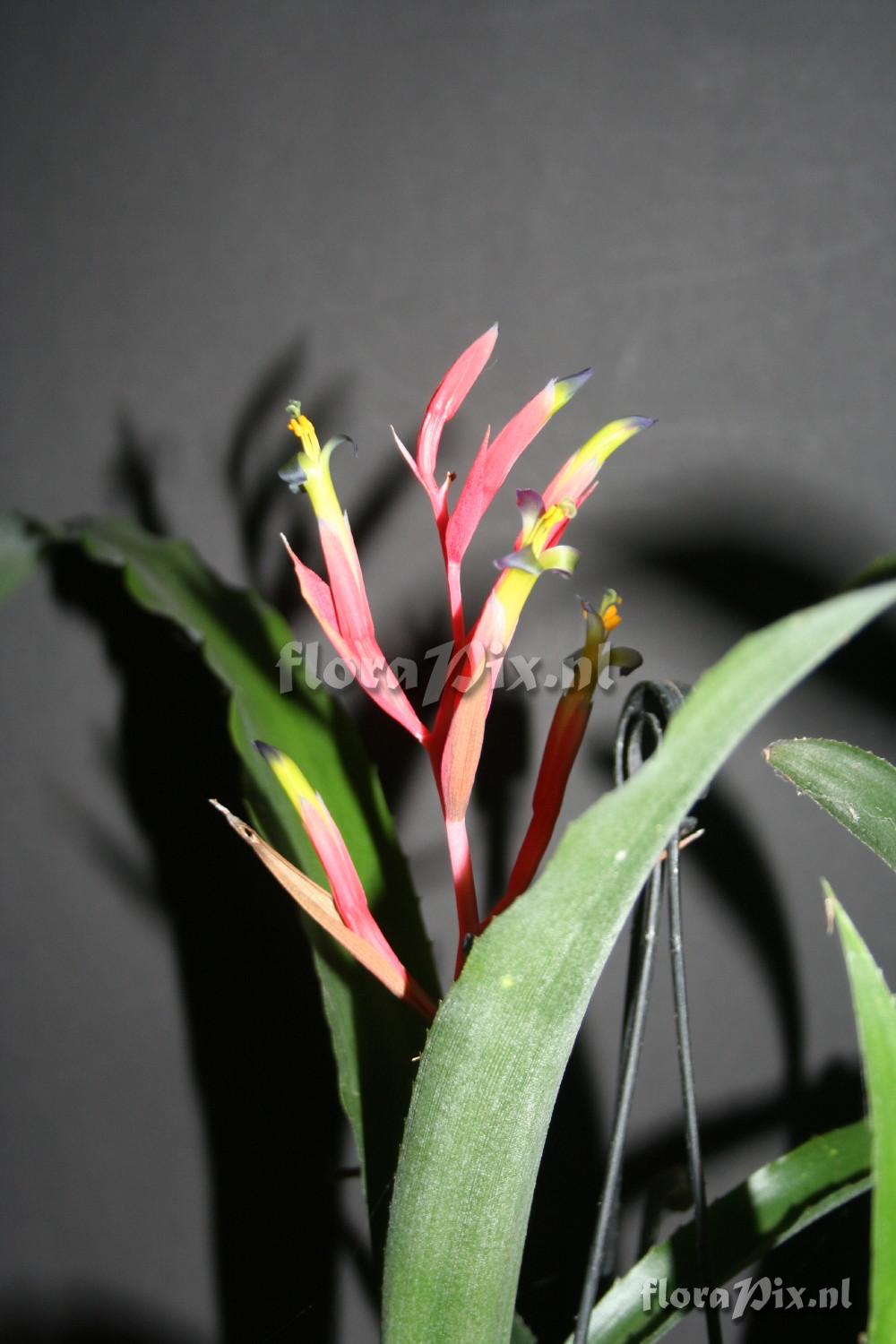 Billbergia lietzei