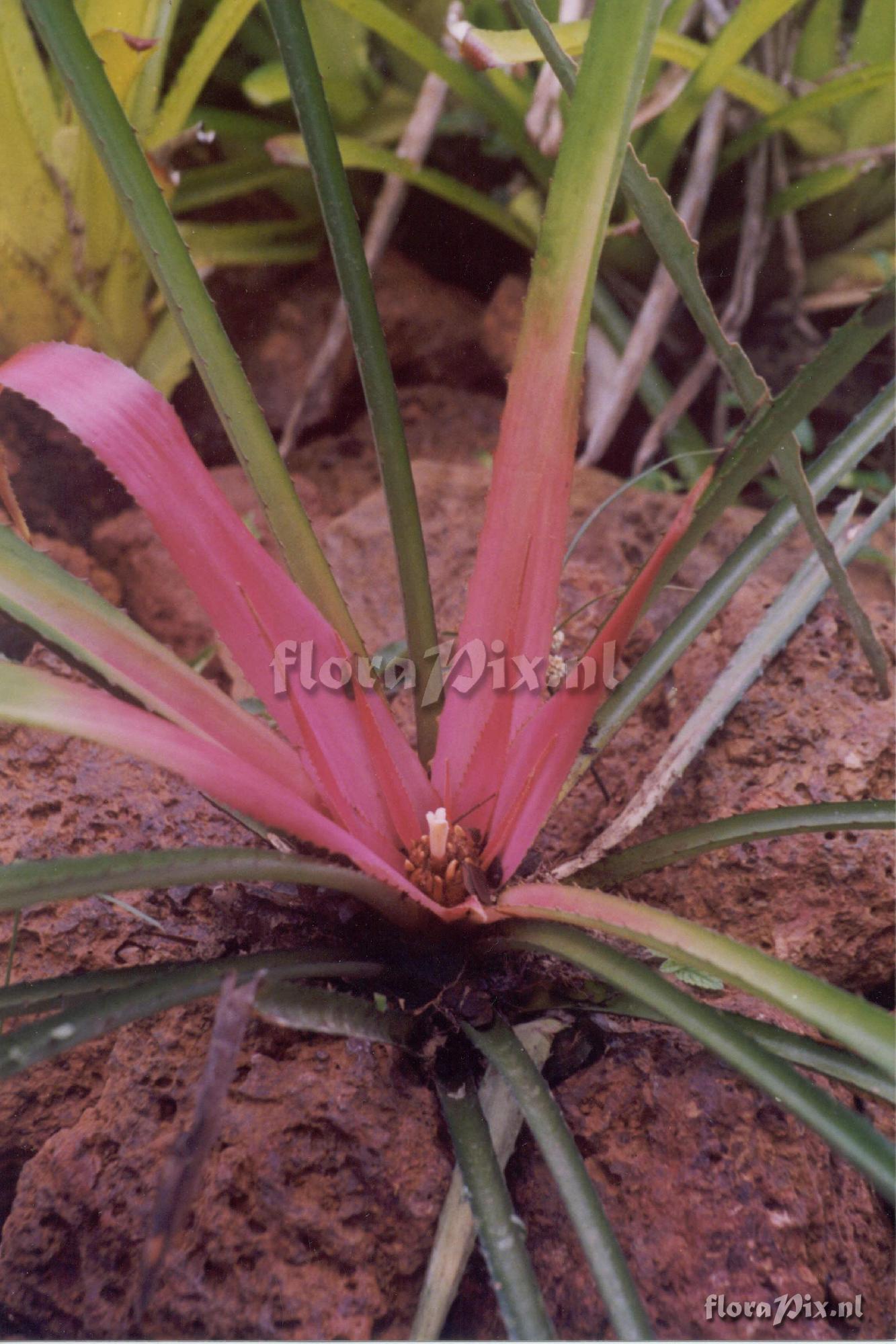 Bromelia cf. fosteriana