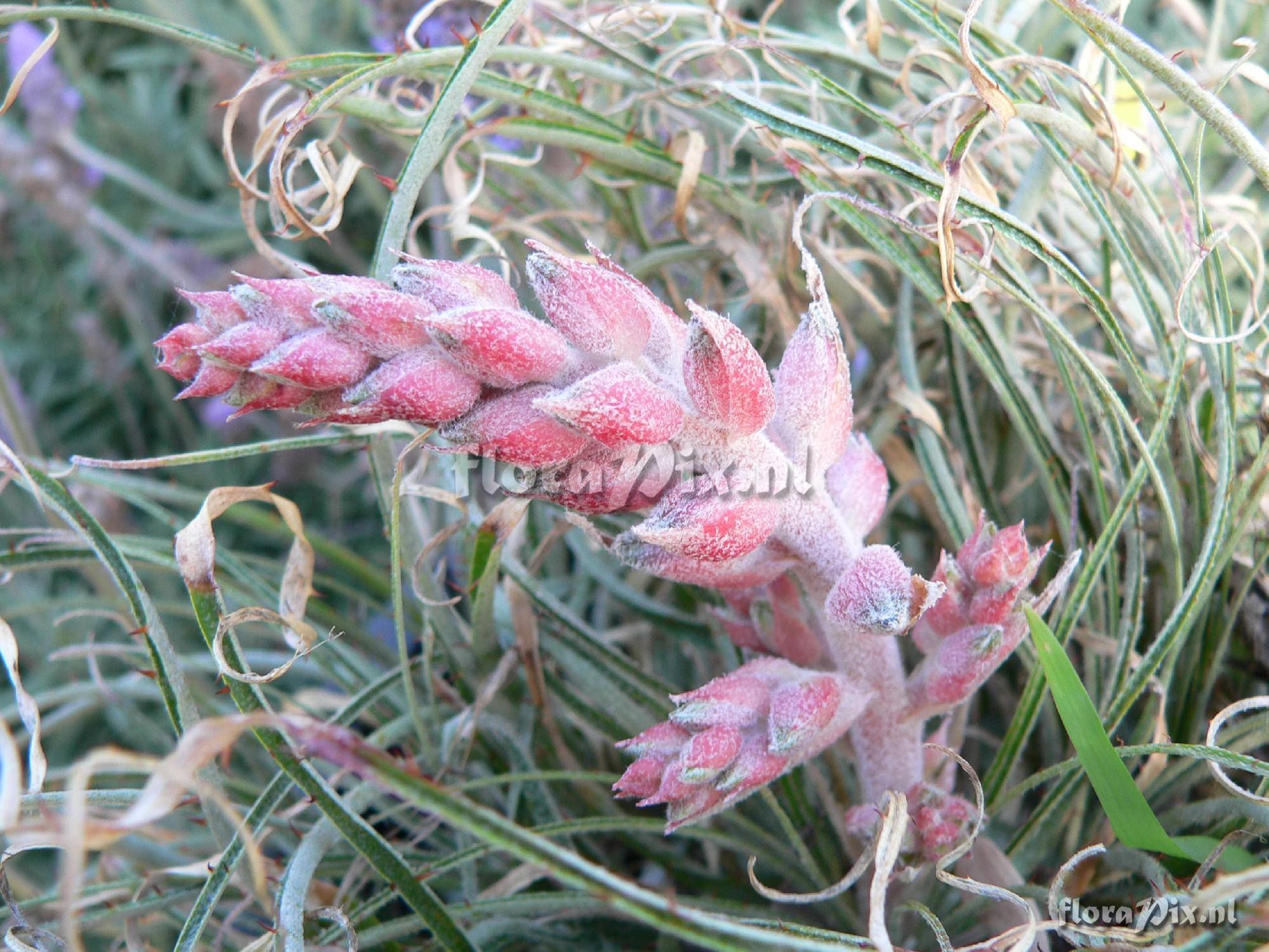 Puya tuberosa