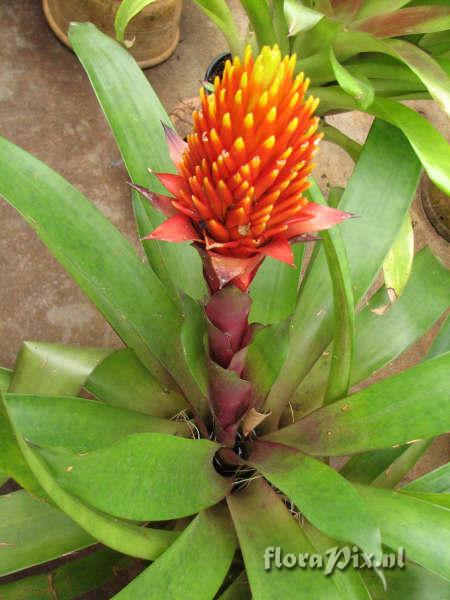 Guzmania conifera