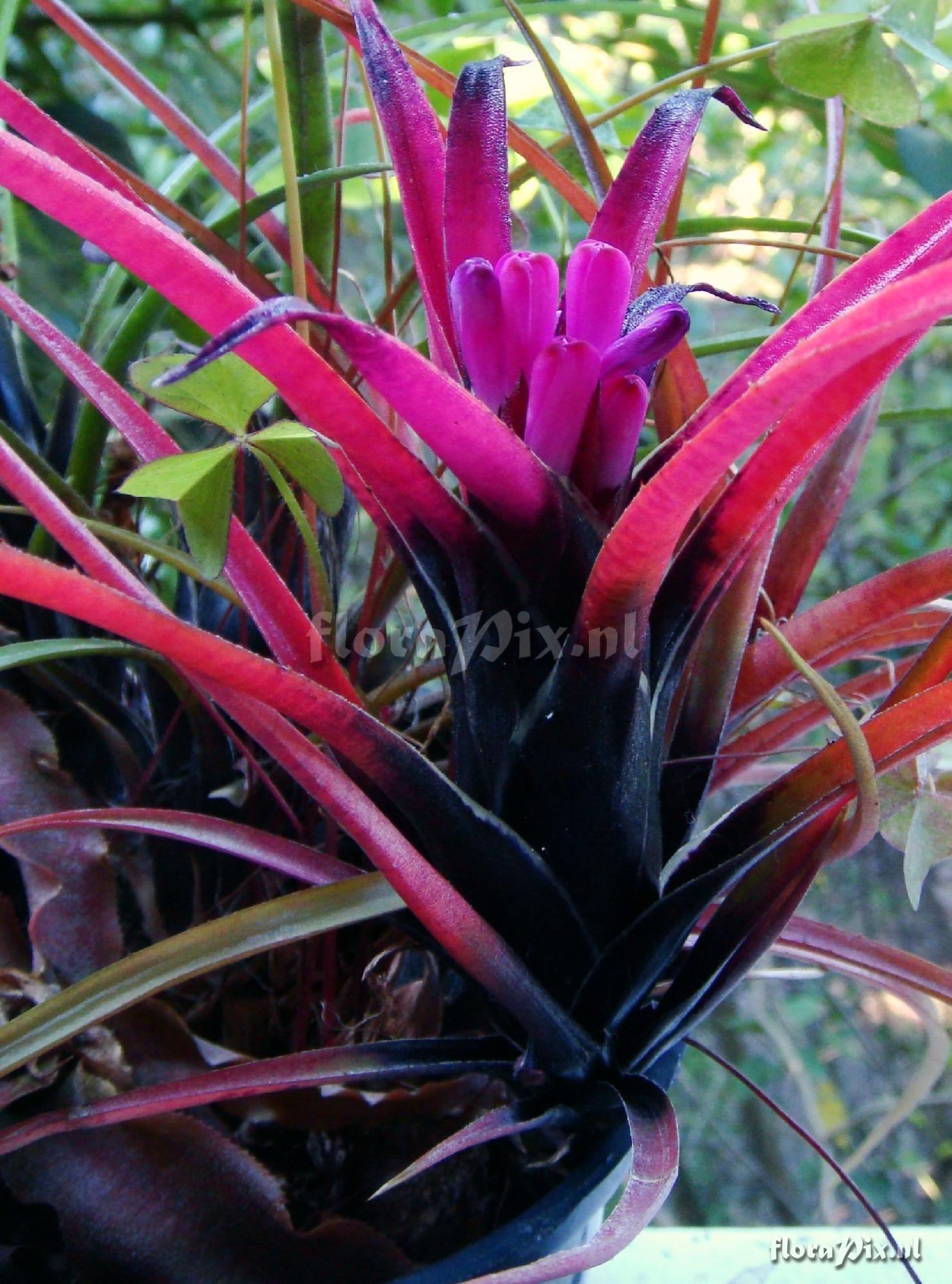 AECHMEA recurvata