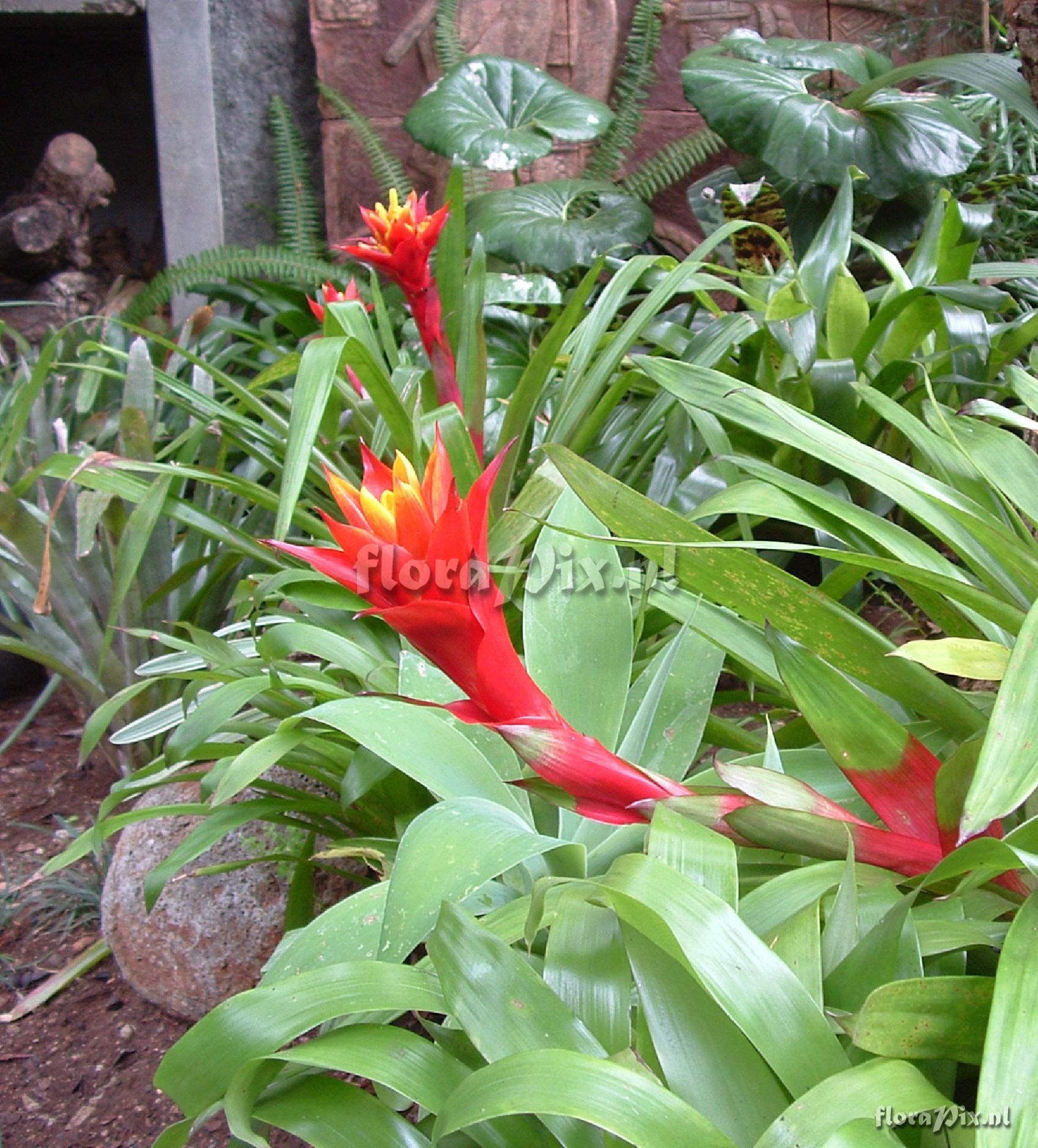 Guzmania lingulata "Flammea"