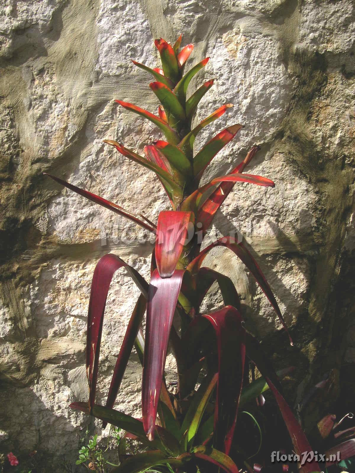 Guzmania gloriosa