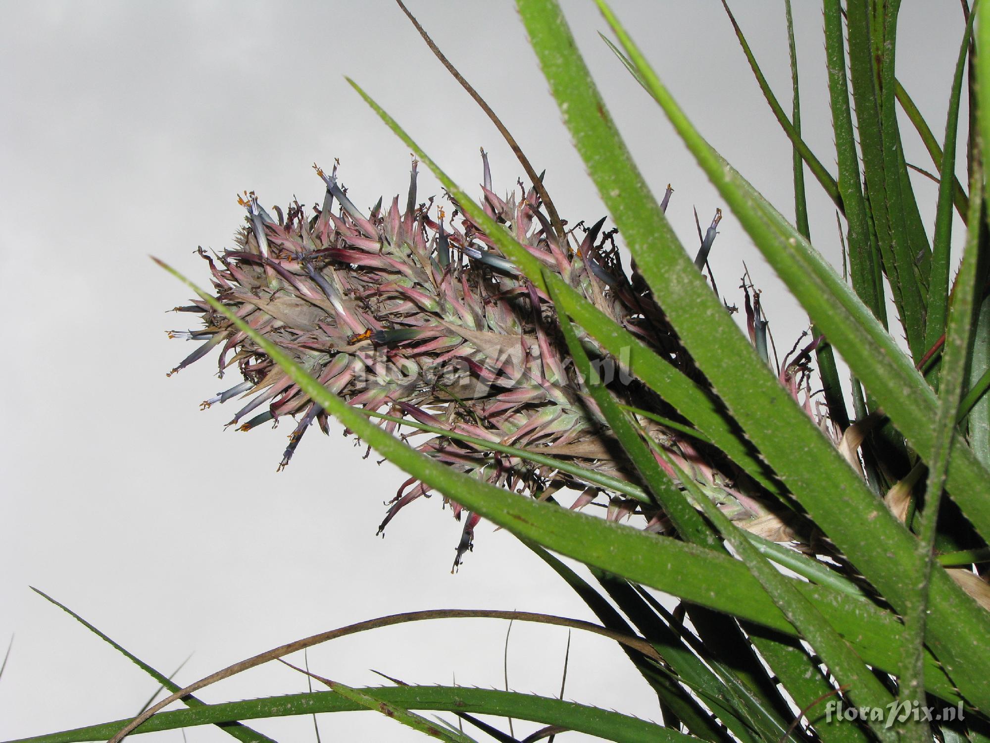 Puya gutteana