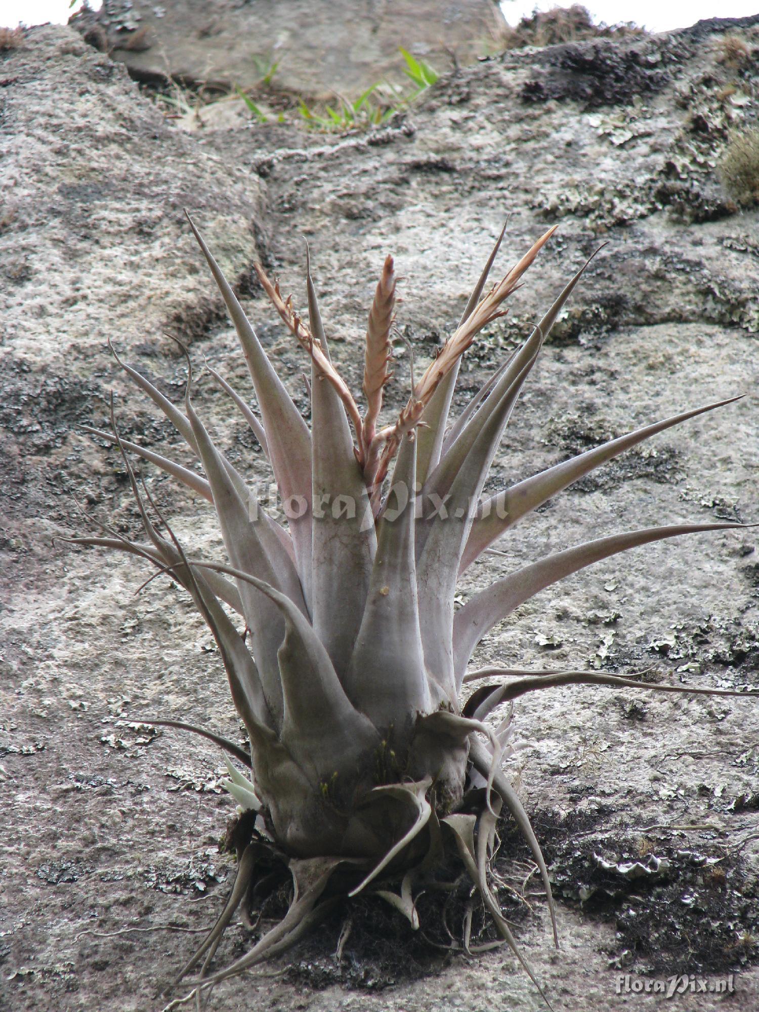 Tillandsia 