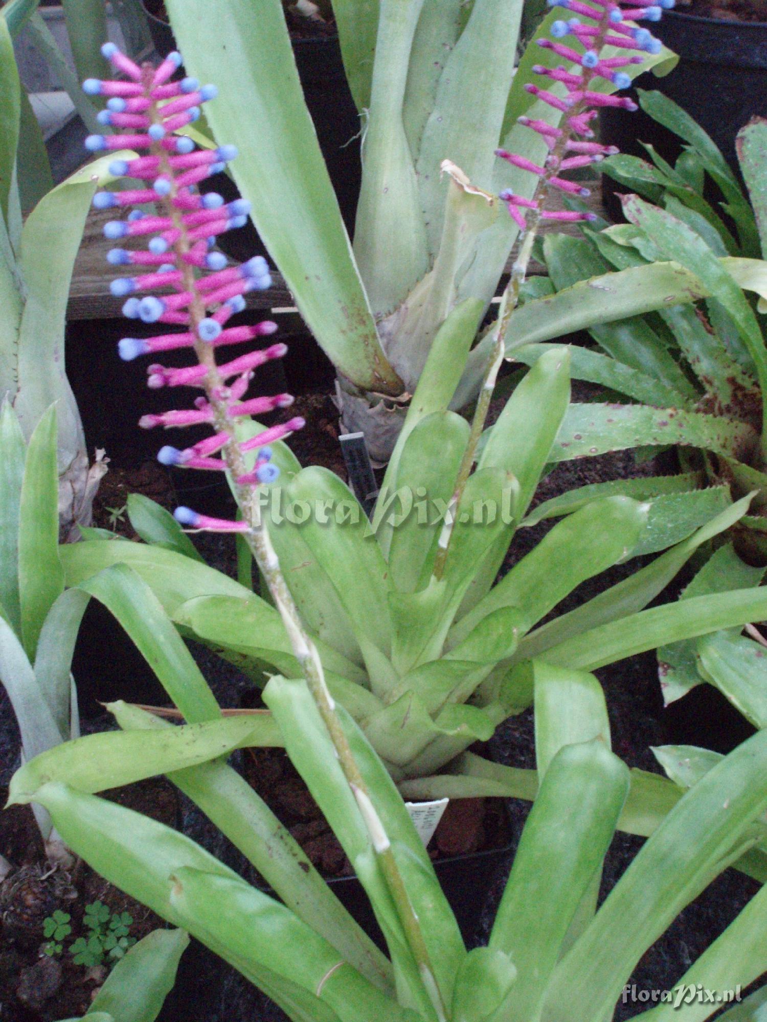 aechmea gamosepala