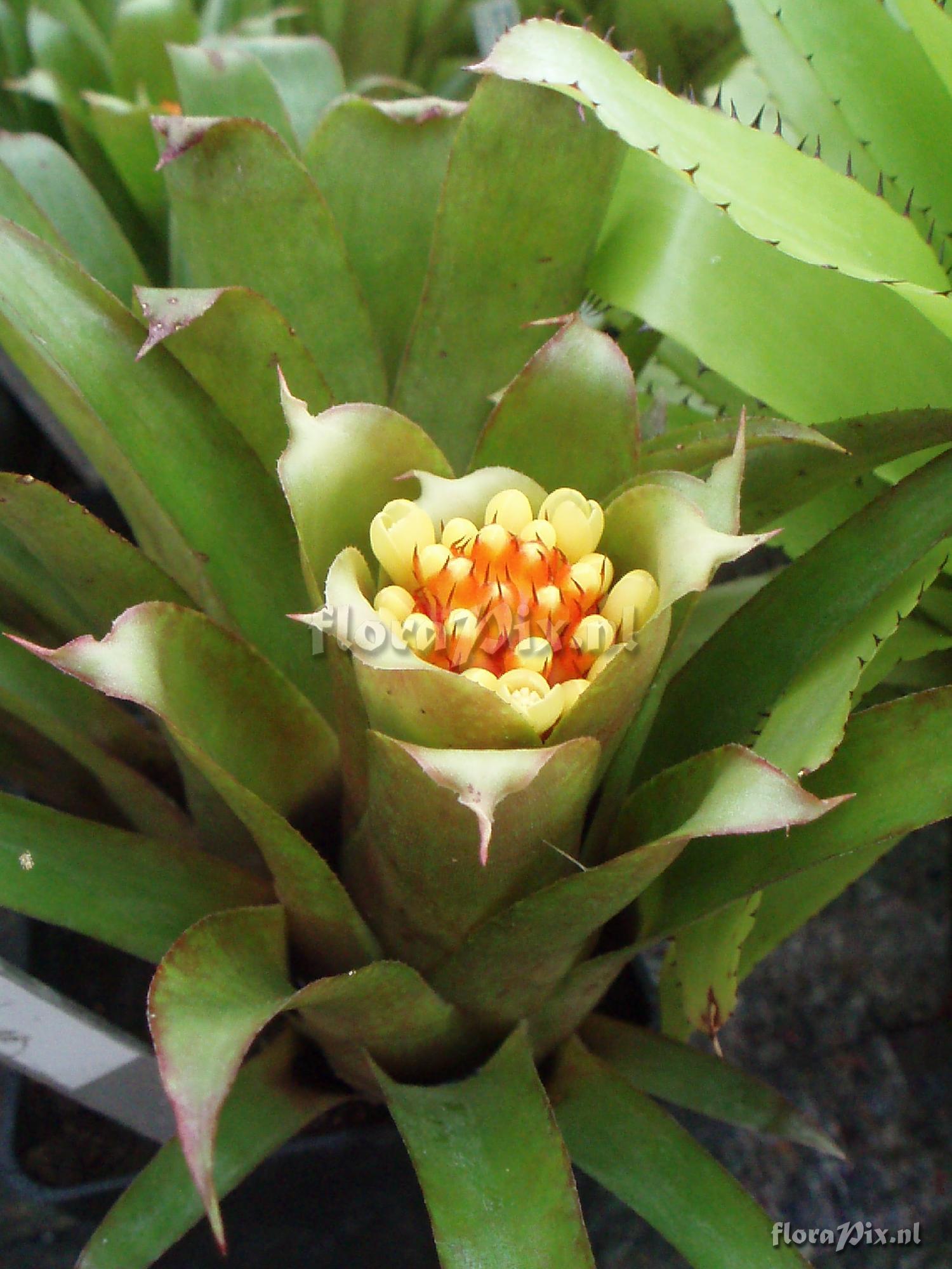 Aechmea pimenti-velesoi