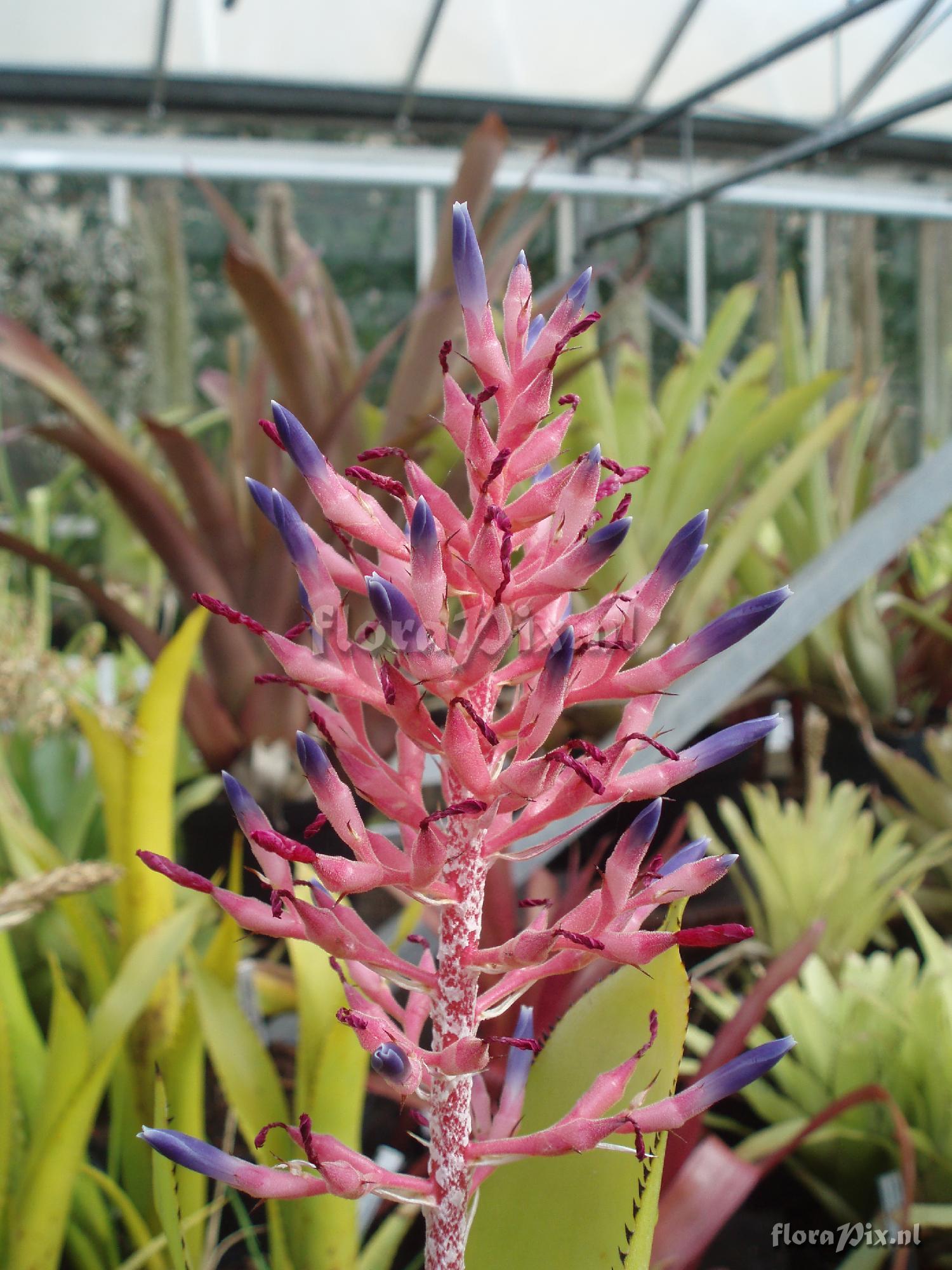 Aechmea purpurerosea 