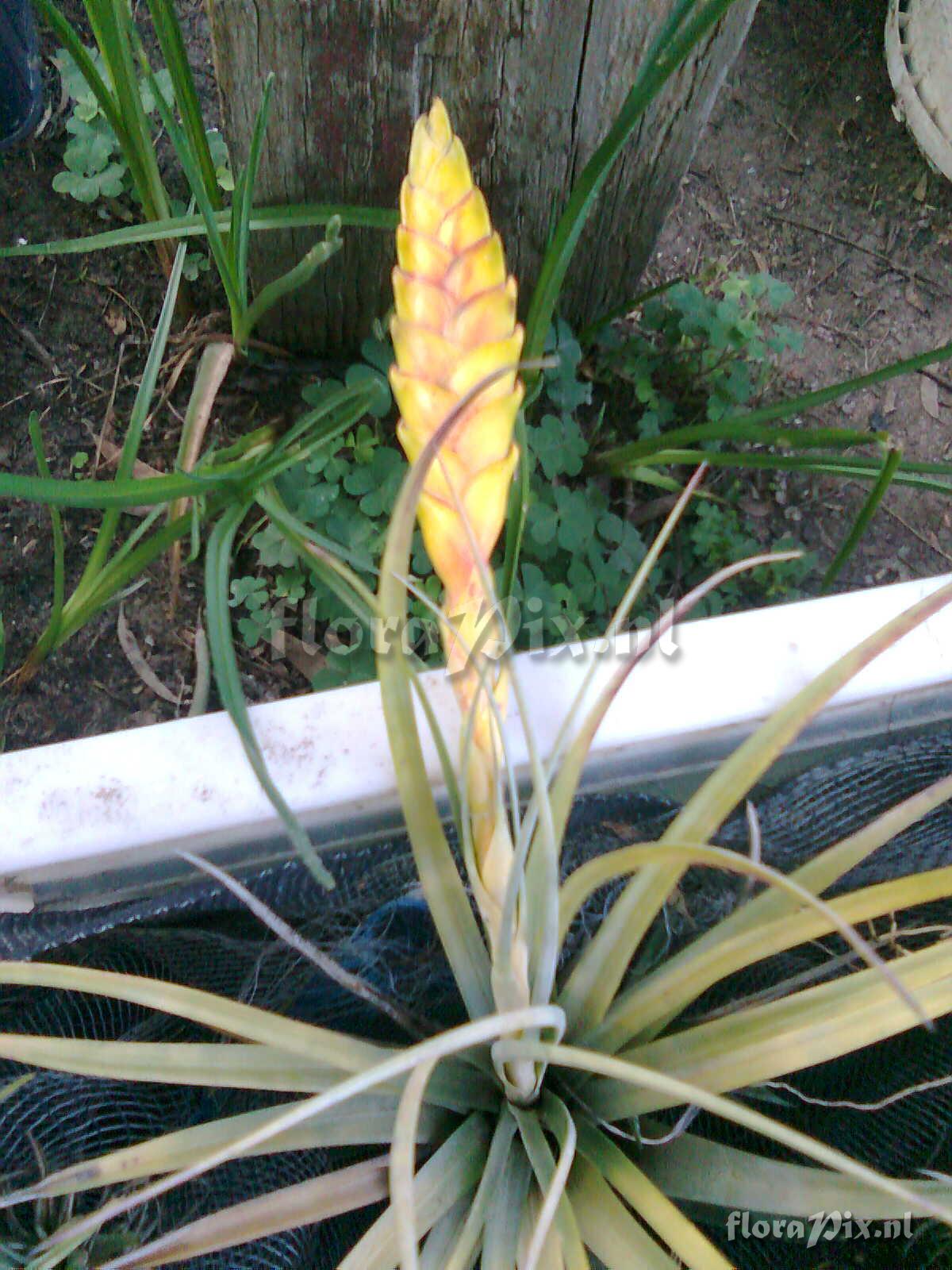 Tillandsia cf magnispica