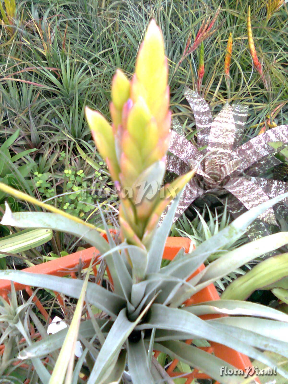 Tillandsia huarazensis