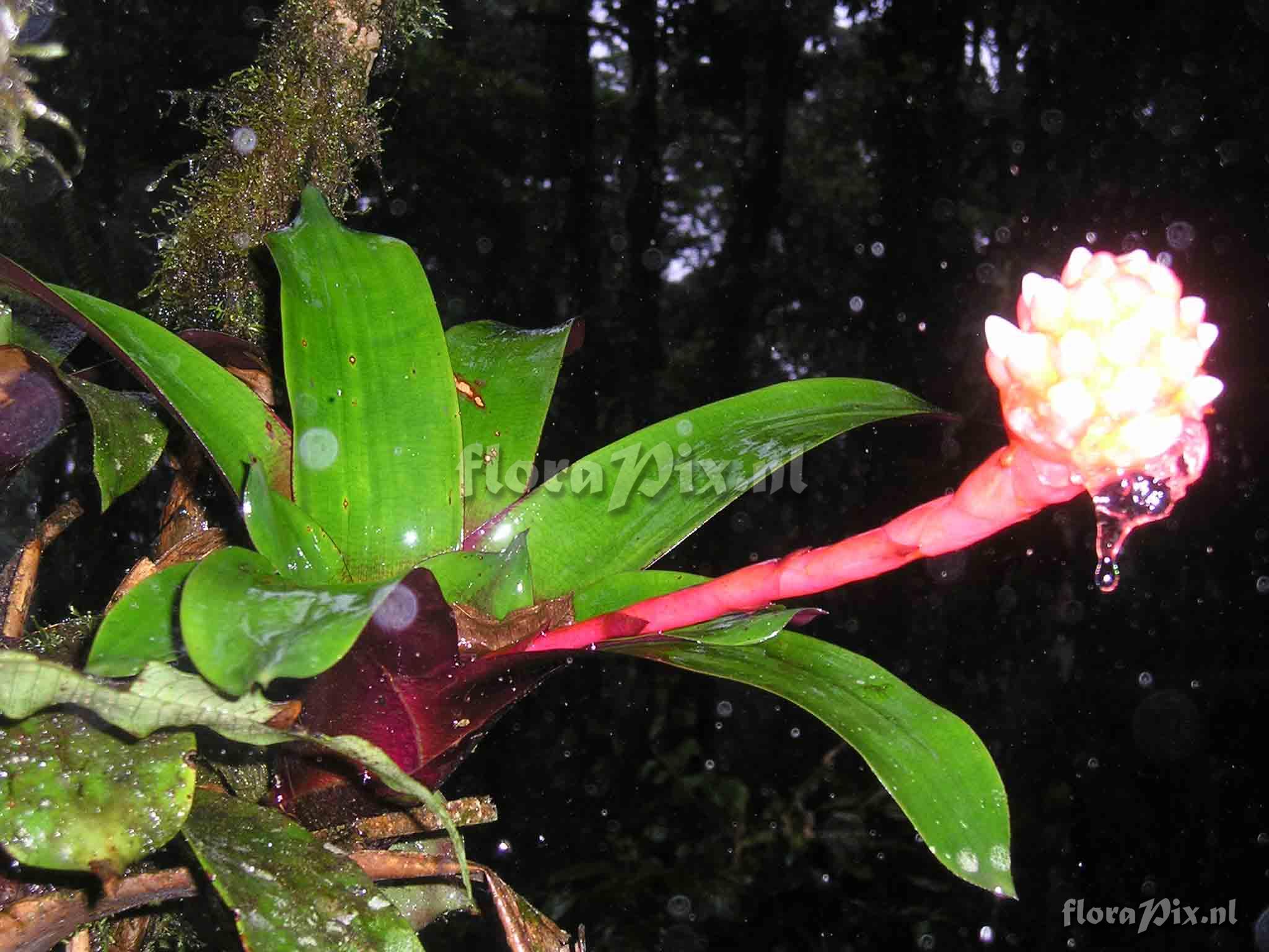 Guzmania musaica var. discolor