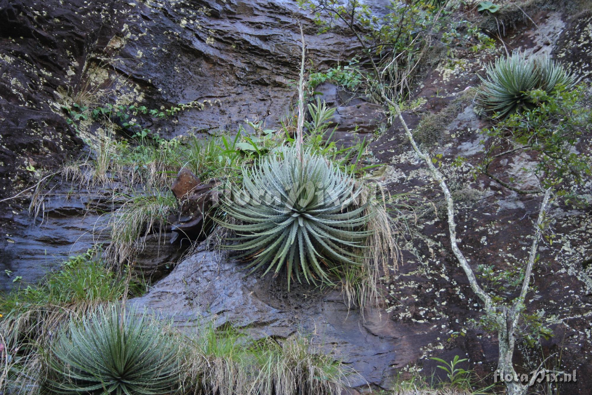 Dyckia maritima