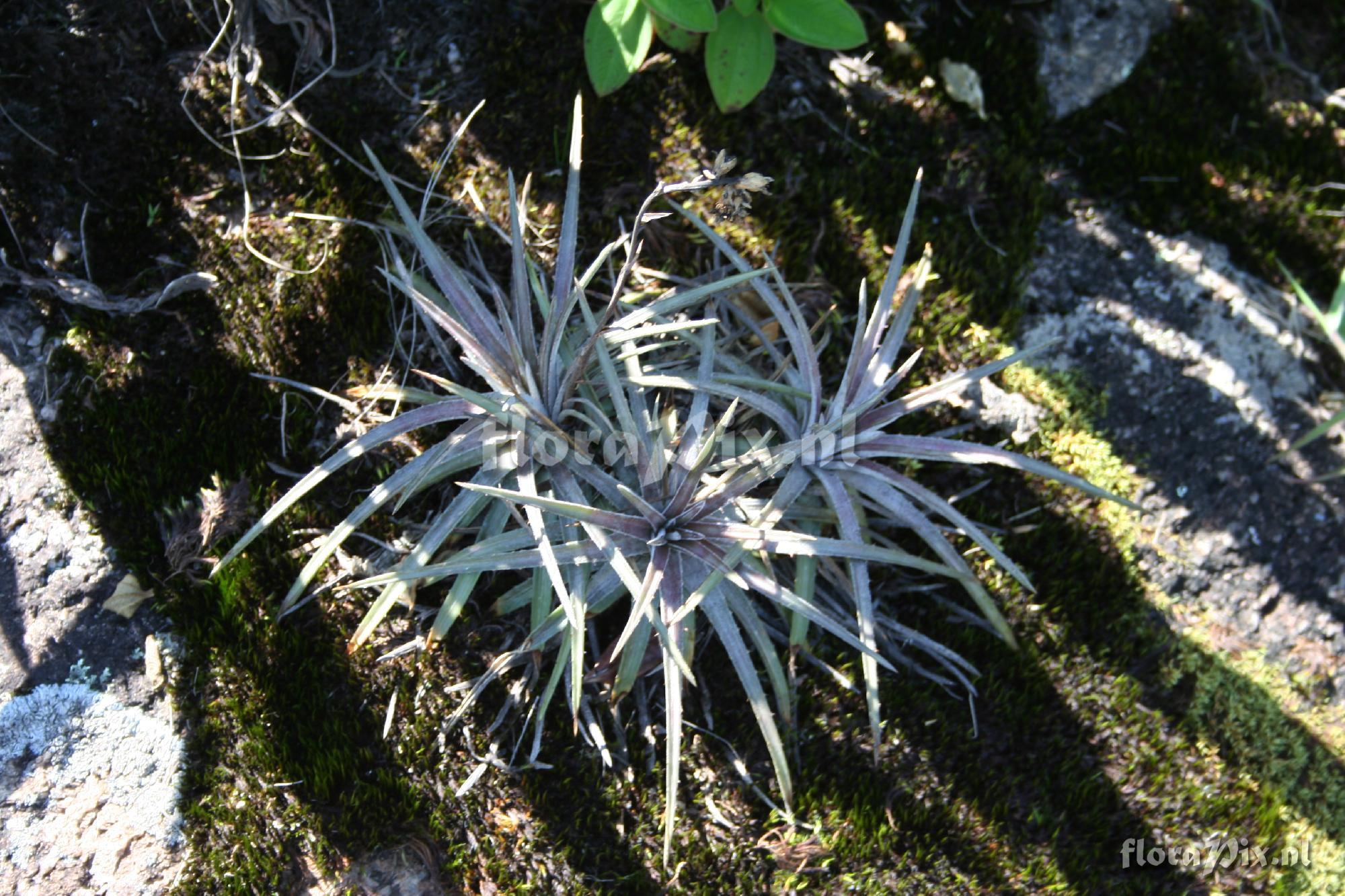 Dyckia sp.