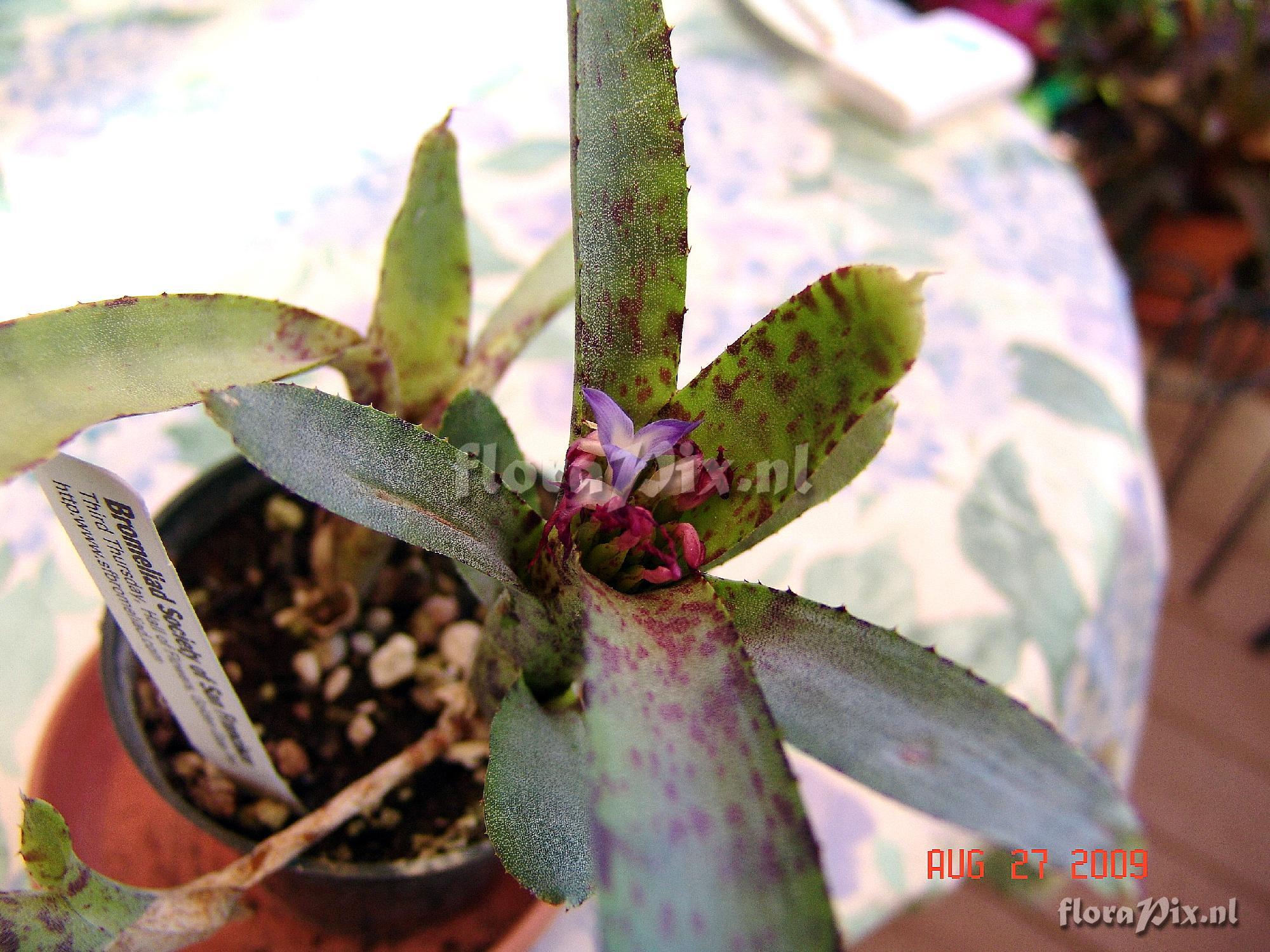 Neoregelia sp