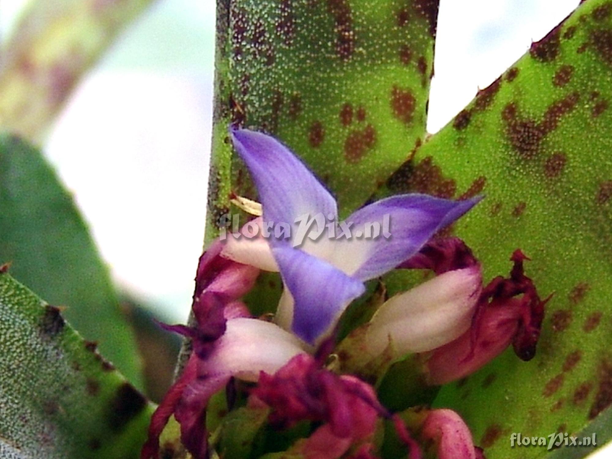 Neoregelia sp