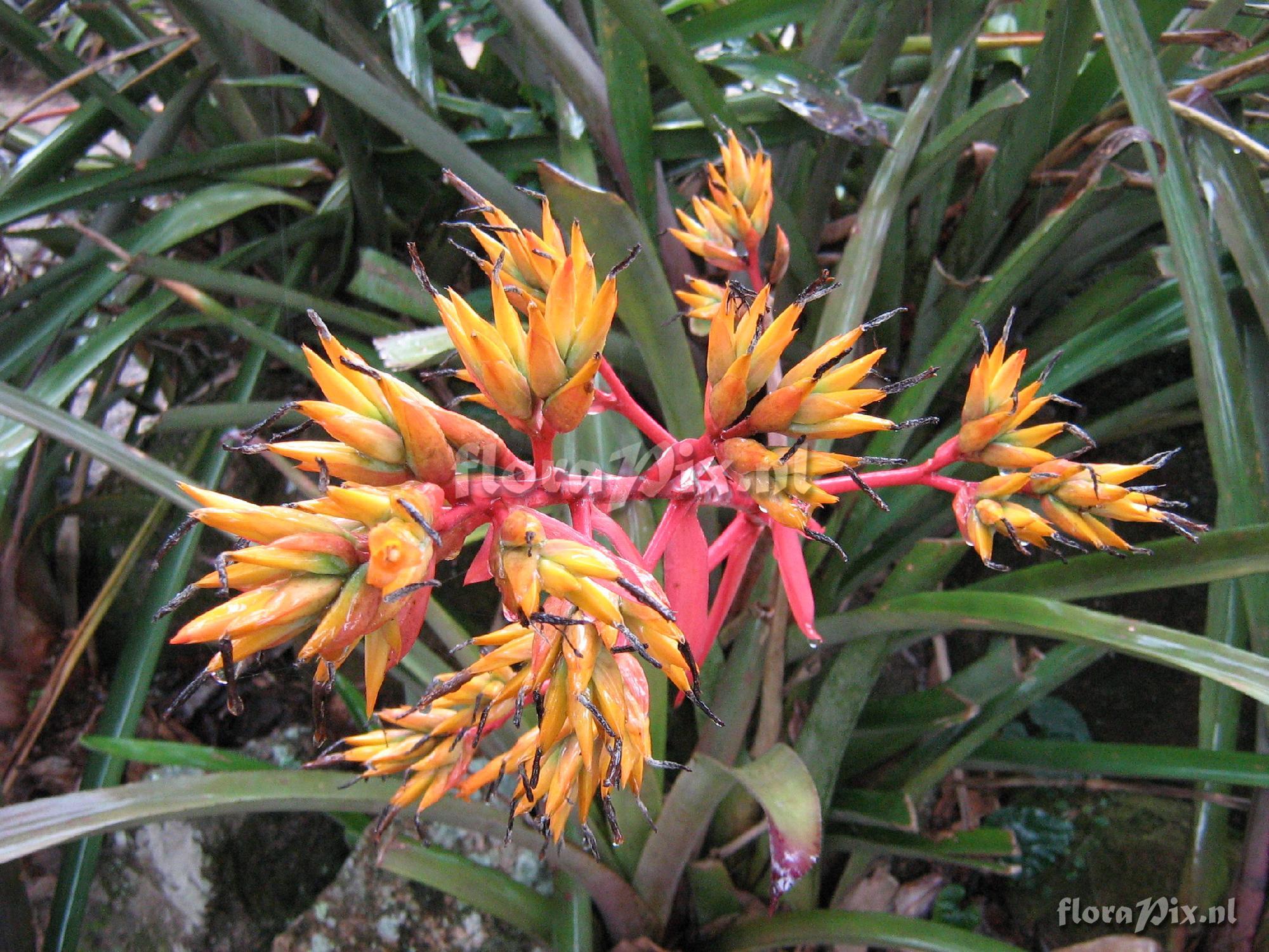 Aechmea mulfordii